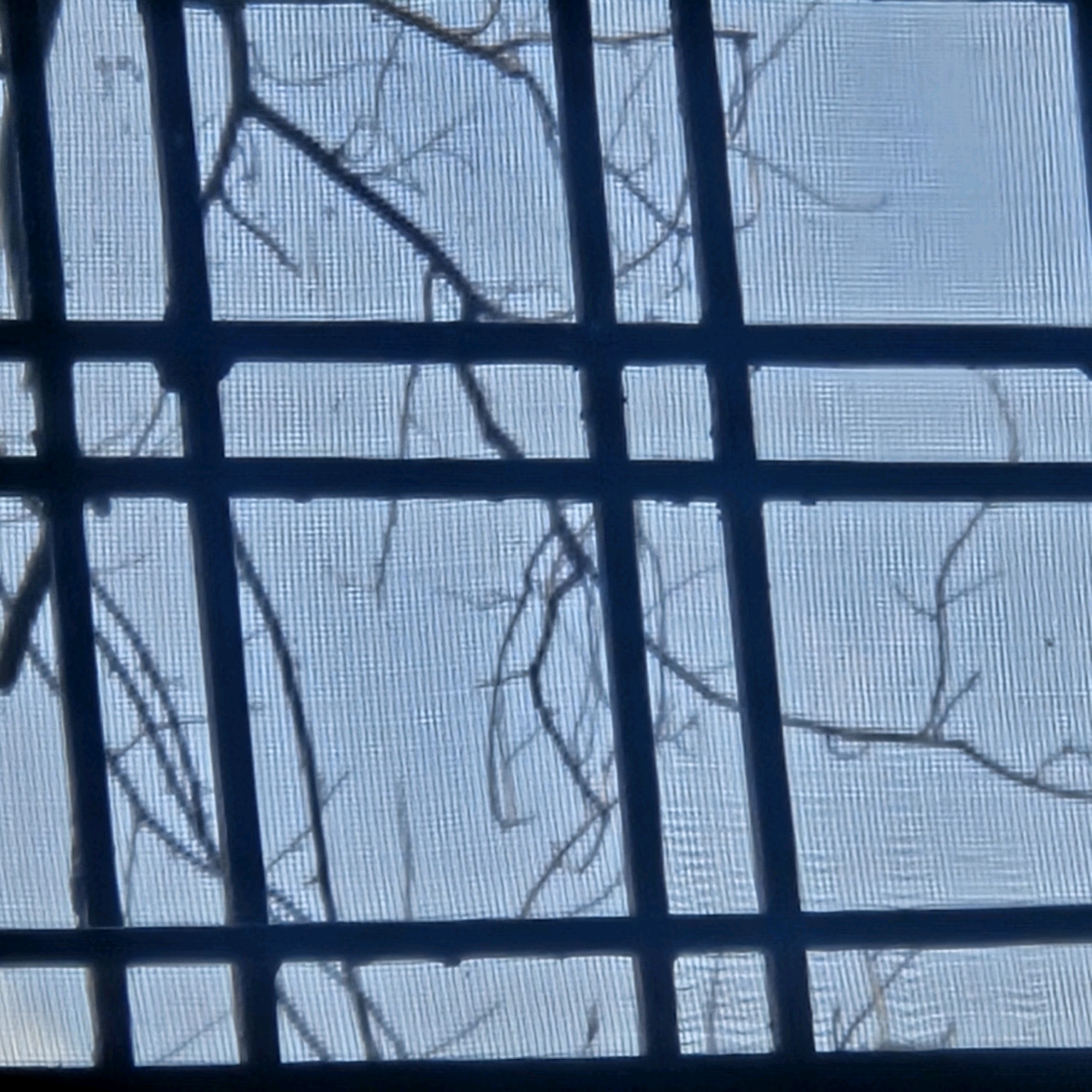 The image shows a close-up of a window with a dark grid structure, possibly bars or a window frame. Behind the grid, a light blue mesh screen is visible, and through the screen, bare tree branches are silhouetted against a bright, possibly overcast, sky. The branches appear thin and delicate, with a network of twigs. The scene suggests an outdoor environment viewed from inside a building, with the window screen and grid providing a sense of obstruction or framing. The context of Bilaspur, India, does not directly influence the visual details of the image itself, which focuses on the interplay of light, structure, and natural elements.