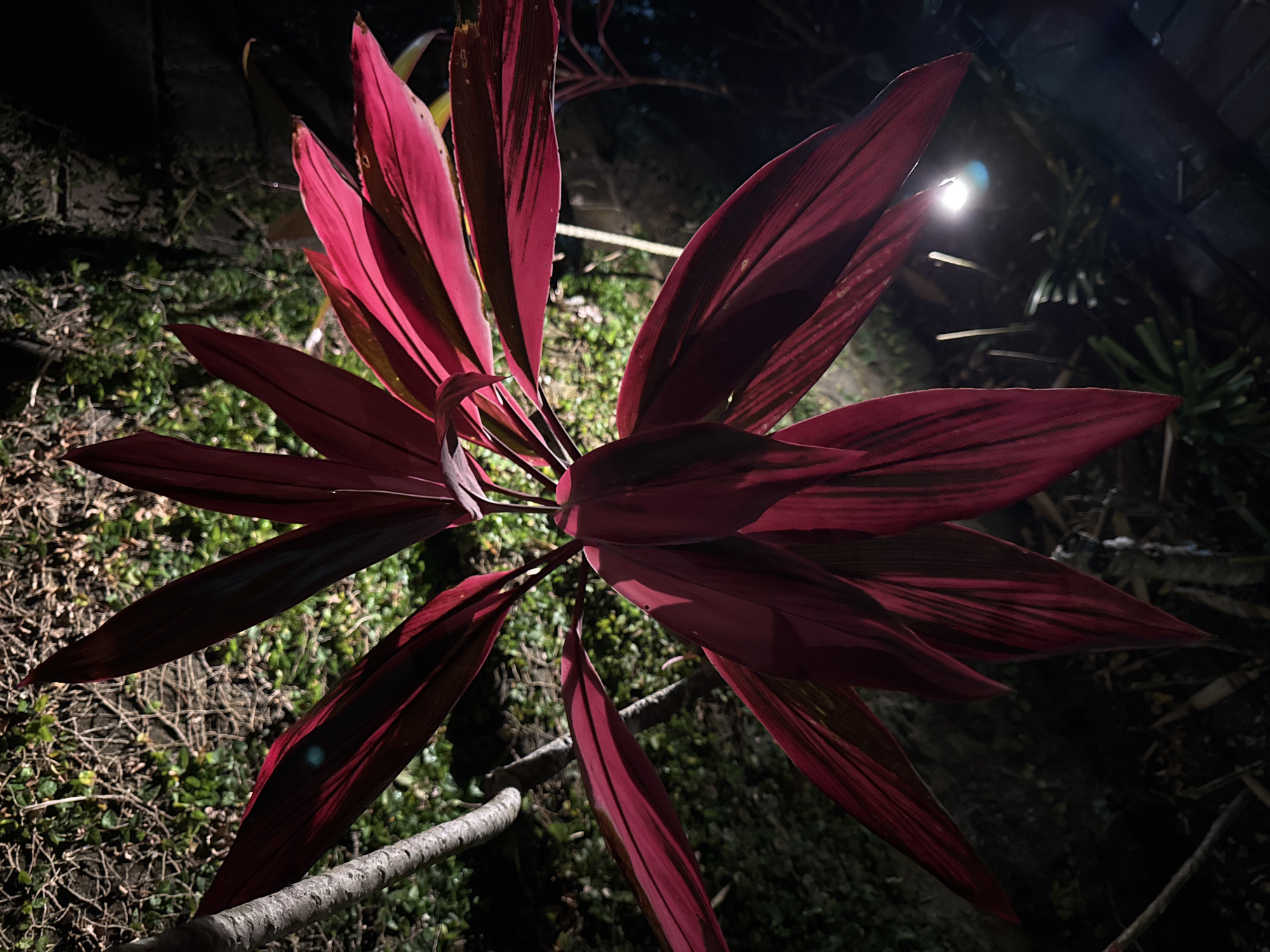 The image depicts a red-leaved plant, possibly a Cordyline fruticosa, illuminated by a light source in the background. The plant is positioned above low-lying vegetation, with a branch or stem visible at the bottom left. The location is likely Jimbaran, Indonesia, based on the user prompt, though there are no specific features in the image to definitively confirm this. The scene is dark, with the plant and surrounding area primarily lit by the aforementioned light source.
