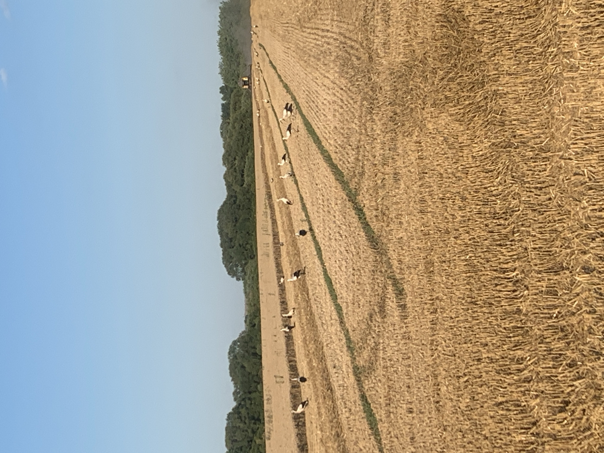The image depicts a wide, sunlit field of harvested wheat under a clear blue sky. Rows of cut stalks create a textured, golden landscape. Several storks are scattered across the field, some walking and others standing. In the background, a line of trees borders the field, and a yellow harvesting machine is visible in the distance, emitting a faint trail of dust. The scene is located in the vicinity of Korolivka, Ukraine.