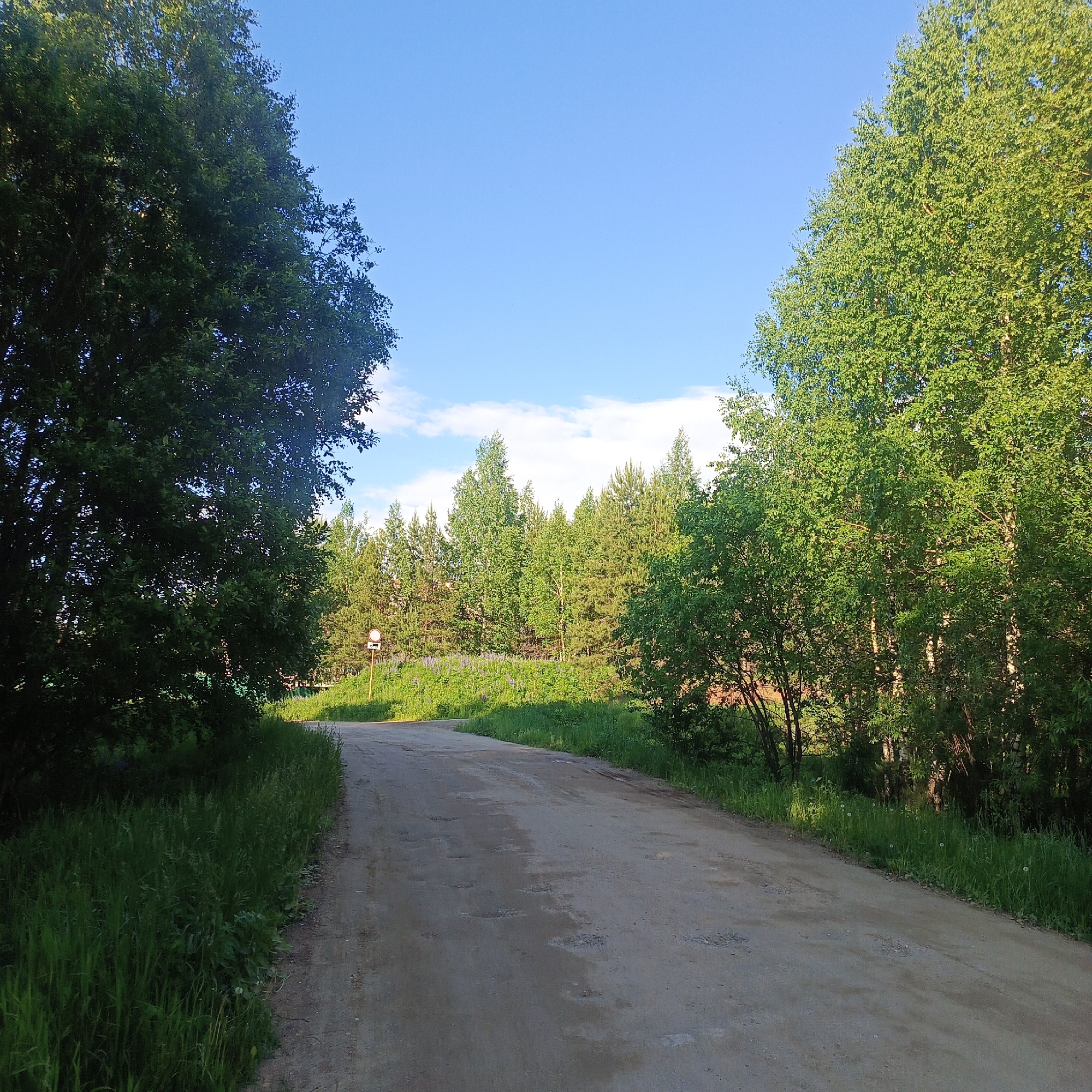 A peaceful, sunlit scene depicts a dirt road curving through a lush, green landscape, likely in a rural or semi-rural area. The unpaved road, showing signs of wear and minor potholes, leads into the distance. On both sides, tall, deciduous trees with vibrant green foliage form dense borders. The trees on the left appear darker, possibly in shadow, while those on the right are brightly lit.
In the mid-ground, to the left of the road, a field of green grass dotted with purple flowers, possibly lupines, stretches towards a line of mixed trees (both broadleaf and coniferous). A circular road sign, with a white center and a red border, is partially visible among the foliage on the left side of the road, though its specific symbol is indistinct. The sky above is a clear blue with scattered, soft white clouds. The quality of light suggests it is daytime, possibly late afternoon or early morning. The overall atmosphere is tranquil and natural, consistent with a countryside setting in Марковский, Russia. No individuals or specific activities are visible.