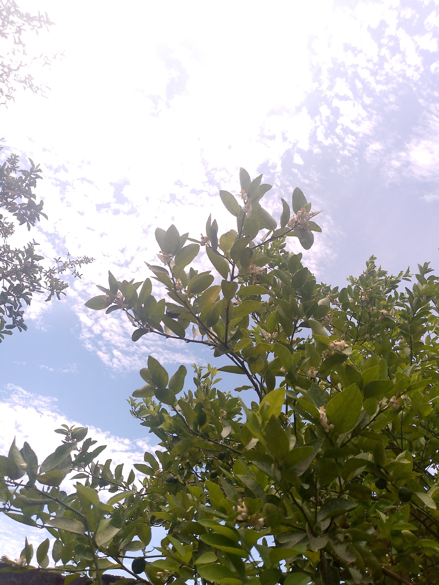 The image shows a view looking up into the foliage of a tree, likely located in Juan Griego, Venezuela, though without further context this can not be confirmed. The tree is bearing both leaves and what appear to be small white flowers. A few immature green fruits are also visible nestled among the leaves. The background features a sky with scattered, cotton-like clouds and patches of blue. The lighting is bright, suggesting a daytime scene.
