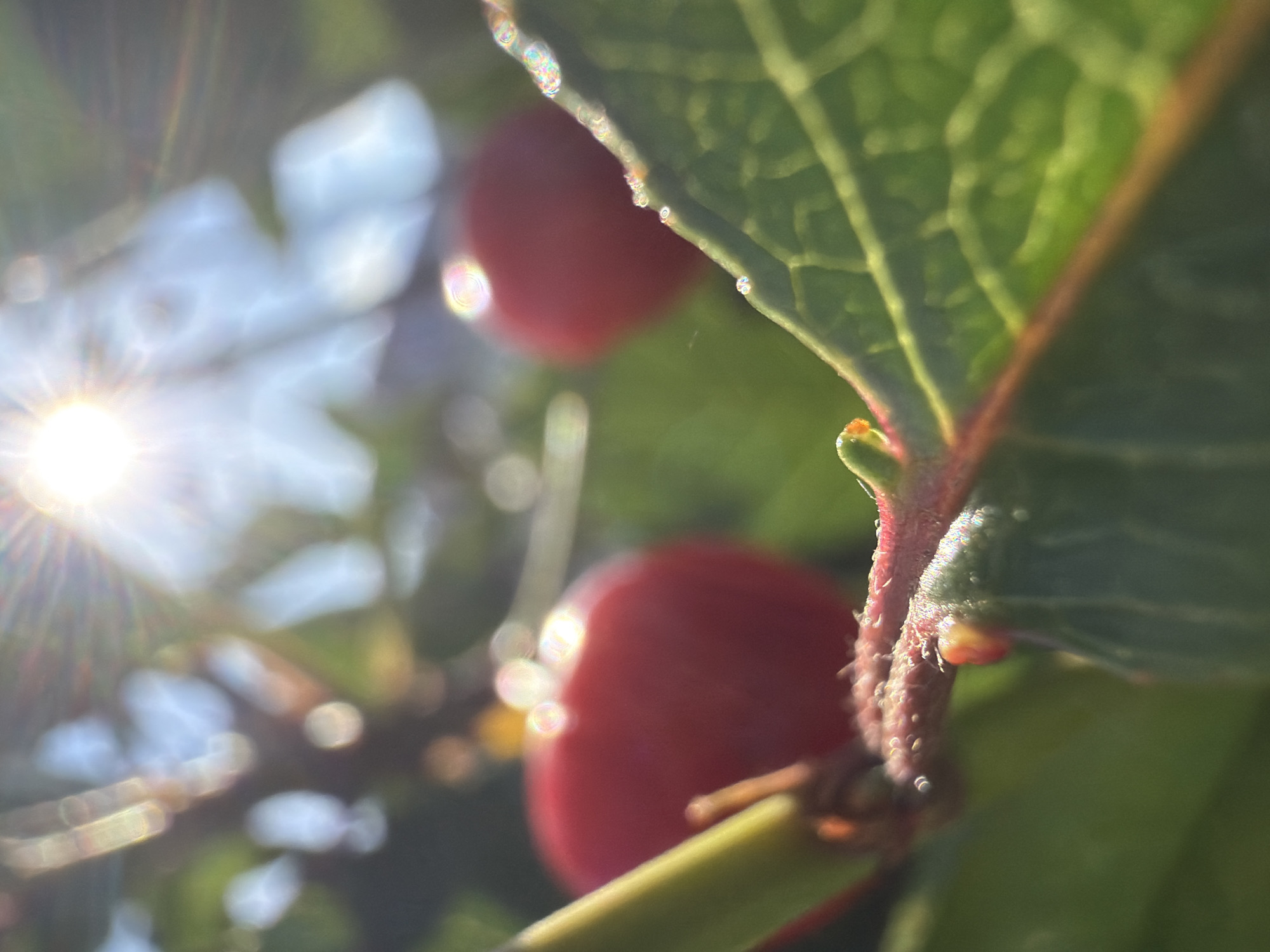 The image is a close-up, macro shot of two bright red cherries on a tree branch, bathed in bright sunlight. The cherries are out of focus, with a shallow depth of field. In the foreground, a green leaf is in sharp focus, showing intricate veins and small water droplets along its edge. The stem of the branch connecting the cherries is also visible, with a reddish hue. The background is a blur of green foliage and a bright sky, with the sun creating a lens flare. The scene appears to be outdoors in natural light. There are no people or any other specific objects or actions depicted. The image does not provide any information about the location in the city of Узюково, Russia.