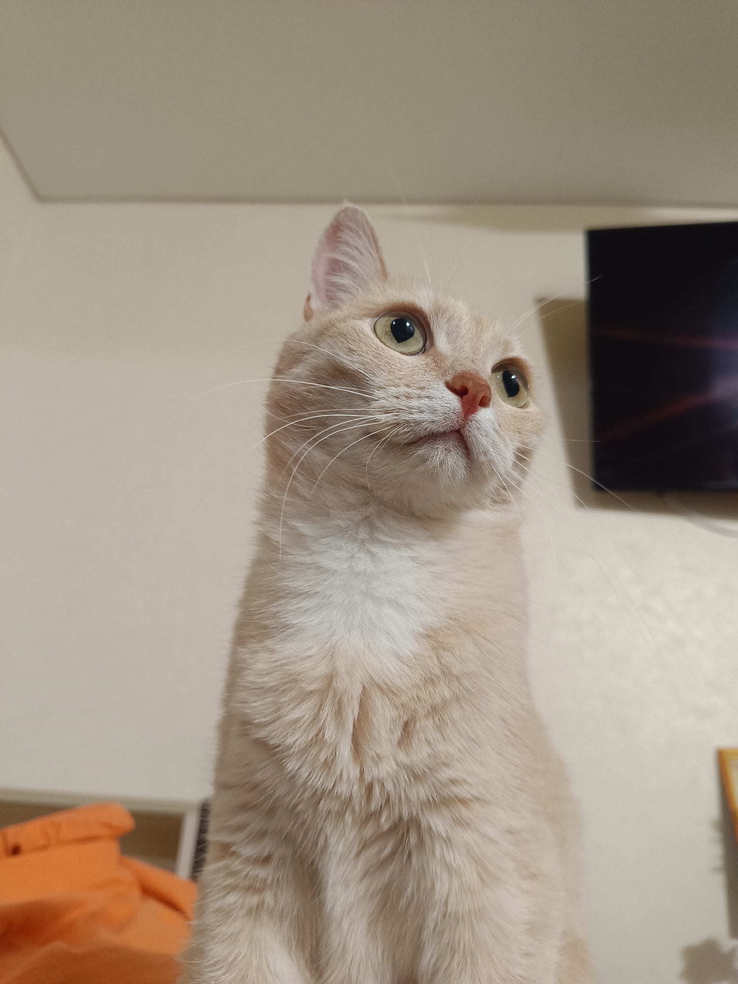 A cream-colored cat with green eyes is positioned in the foreground, looking upwards and to the right. The cat has white fur on its chest. In the background, a black television screen is visible on the right. To the left of the cat, an orange object, possibly fabric, is partially visible. The setting appears to be indoors, against a plain, light-colored wall. There is no indication of the city of Naberezhnye Chelny, Russia, in the image.