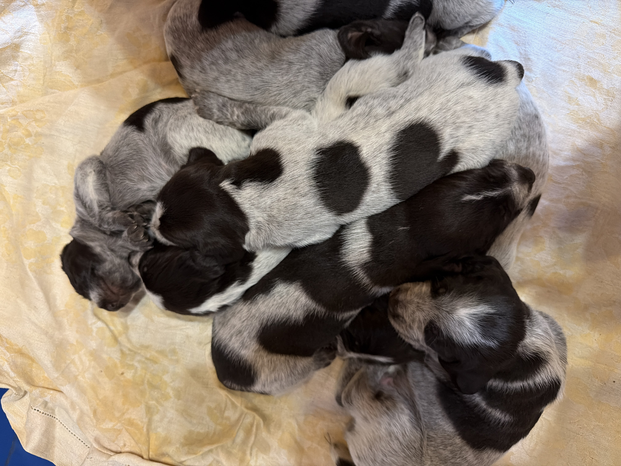 A high-angle shot depicts a pile of newborn puppies with blue and brown patterned fur, huddled together on a light yellow cloth. The puppies are mostly asleep, with their eyes closed and bodies intertwined. The fur patterns are speckled and uneven, creating a mix of light and dark patches. The cloth beneath them is slightly wrinkled and appears to be a soft material. The surrounding environment is out of focus, leaving the puppies as the primary subject. There is no clear indication of the location being in Khimki, Russia.