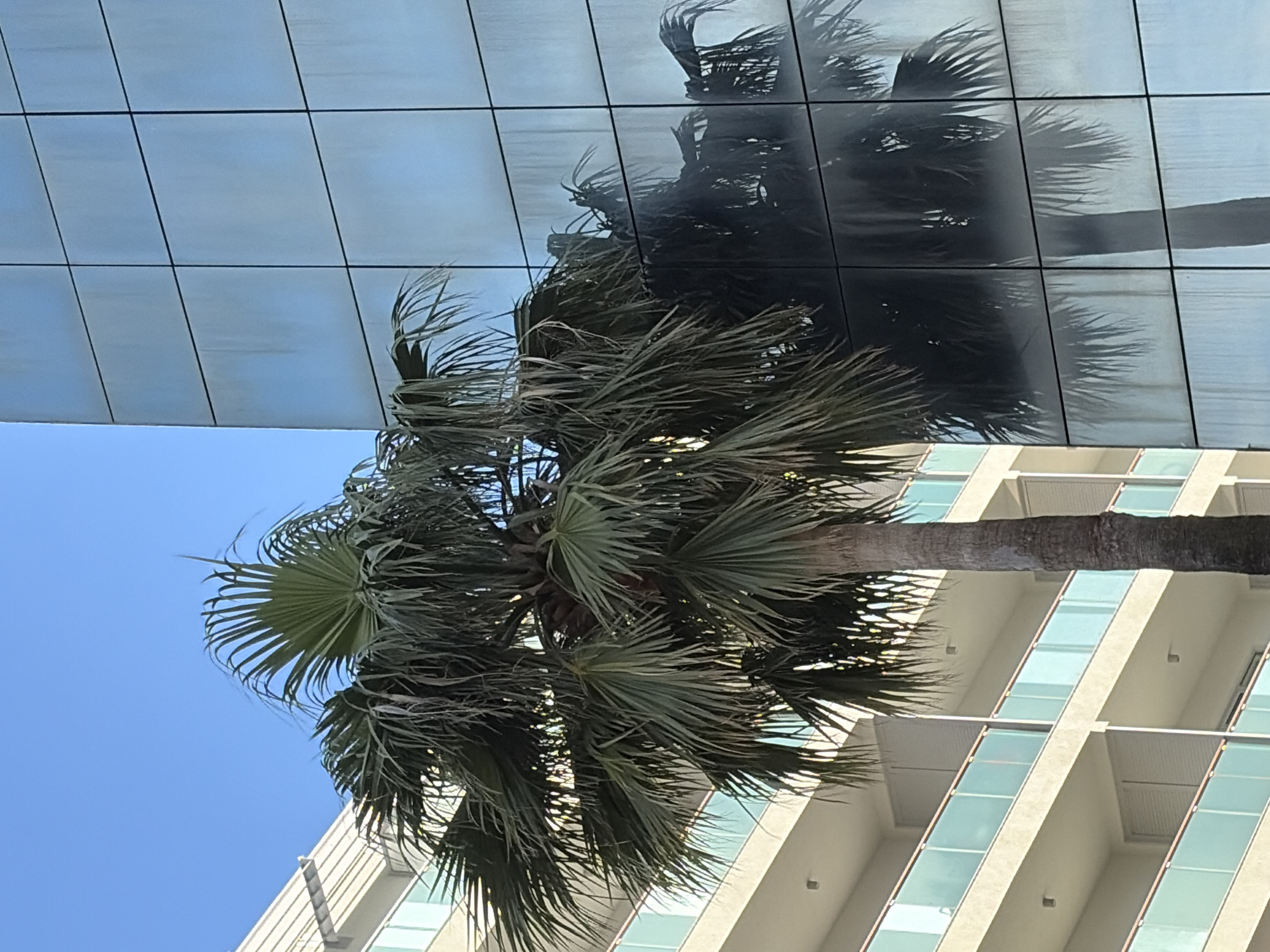 A low-angle shot shows a palm tree situated near buildings in Budva, Montenegro. The palm tree has a thick trunk and large, green fan-shaped leaves. The image also features a modern building with light-colored walls and glass balconies. A mirrored building reflects the palm tree, creating a visual effect. The sky is clear and blue.