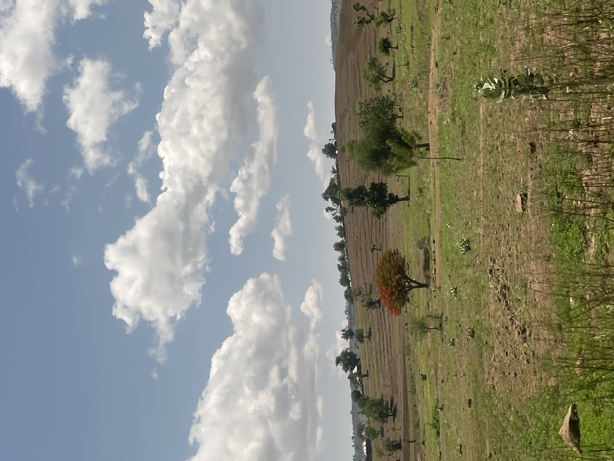 This detailed image captures a rural, hilly landscape in Chum, Nigeria, under a bright blue sky partially obscured by numerous large, white cumulus clouds. The foreground consists of sparsely vegetated reddish-brown earth mixed with patches of green grass and some dry, taller stalks, with a large rock visible in the lower-left corner. A low, irregular line of dark stones or debris runs horizontally through the mid-foreground.
The mid-ground features a gently sloping field of reddish-brown soil, marked by visible contour lines or terracing, suggesting agricultural cultivation. Scattered across this field are various green-leaved trees of differing sizes and densities. Prominently in the mid-ground, slightly to the right of the center, stands a striking tree with vibrant red-orange blossoms or foliage. Near the base of this red-orange tree, a very small, indistinct human figure is discernible to the left, and another extremely faint figure might be present further right, suggesting human presence and activity within the rural setting.
The background presents undulating hills covered in more cultivated terraces and numerous scattered trees. Along the crests and upper slopes of these hills, several small, white-roofed structures, likely rural dwellings, are visible, forming a dispersed settlement against the distant horizon. The overall scene depicts an active agricultural landscape with signs of human habitation.