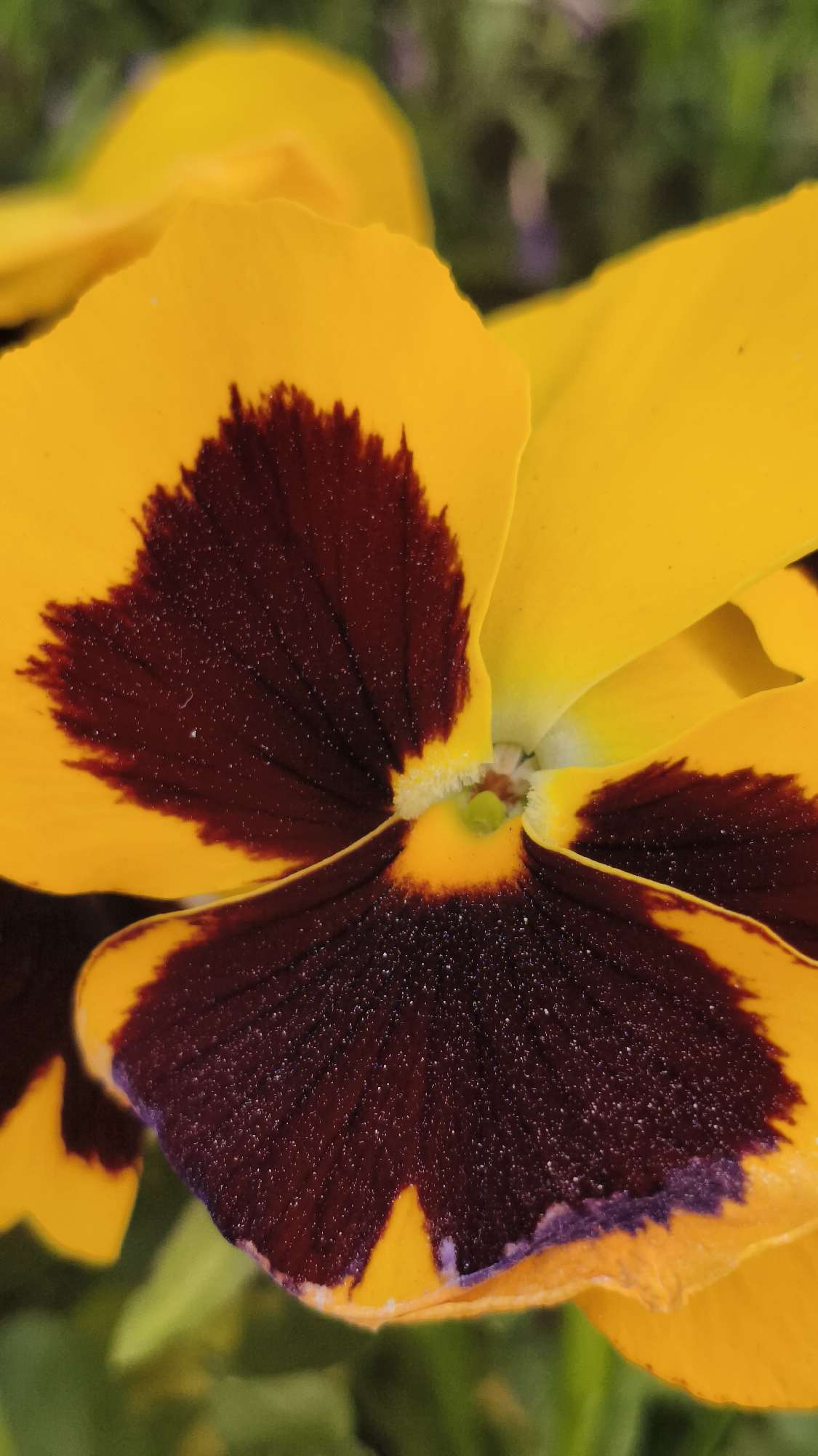 Close-up of a yellow pansy flower with dark reddish-purple markings at the center of the petals. The flower appears to be in a garden setting. Specific location within Nowy Tomyśl, Poland, is indeterminable from the image.