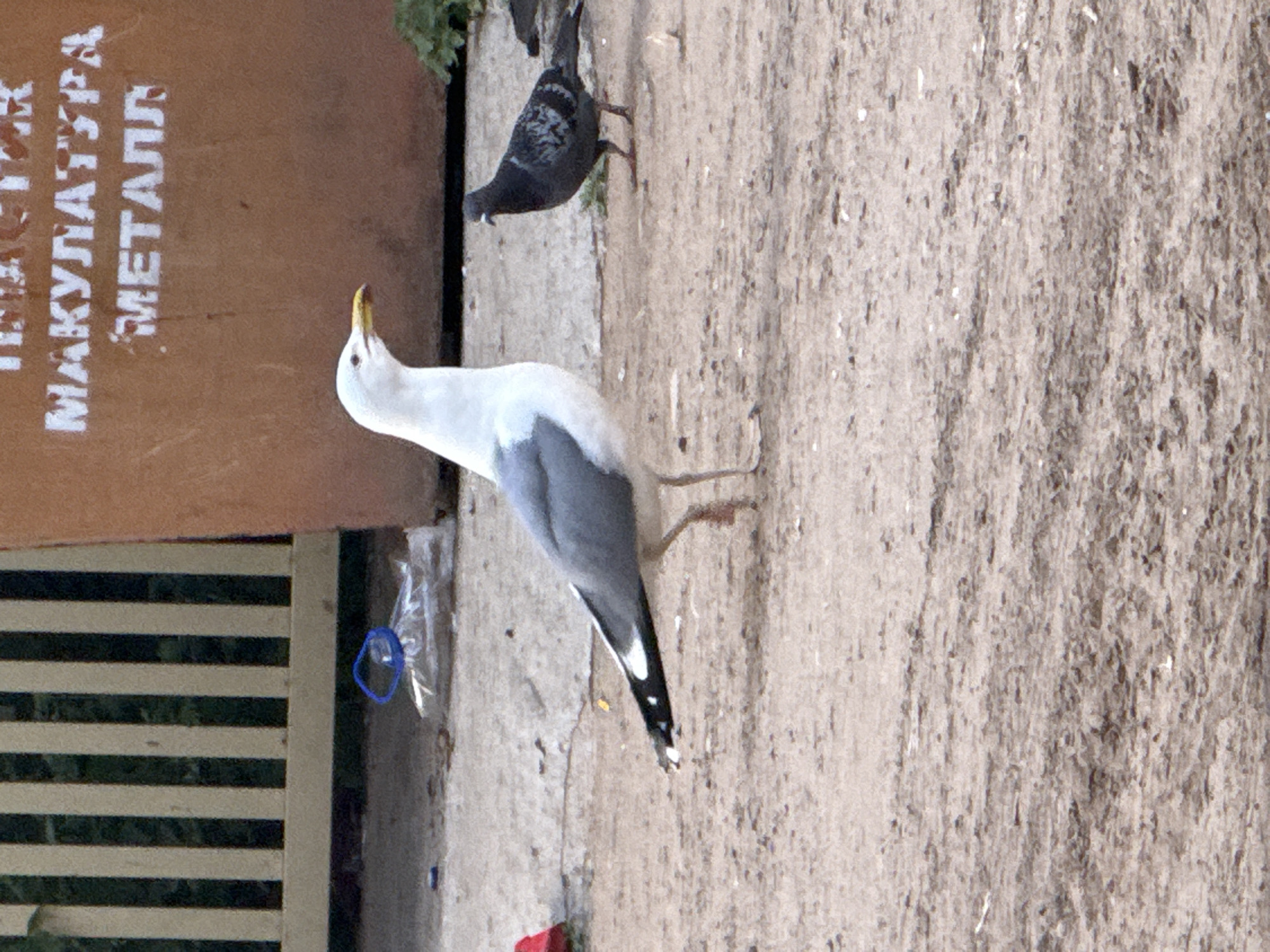 The image shows a pigeon and a seagull on a sandy ground next to a brown metal wall with white lettering. The pigeon is in the upper left, perched on a small patch of green foliage. The seagull is in the center, facing left with its head turned back and beak open, as if it is calling out or about to peck at something. Its body is mostly white with gray wings and tail feathers. Behind the seagull, the sandy ground is textured with small pebbles and scattered debris. To the left of the seagull, a brown metal panel is visible, featuring white stenciled text that reads "МАКУЛАТУРА" and "МЕТАЛЛ", which translates to "Waste Paper" and "Metal" in Russian. This suggests a waste disposal or recycling area. In the lower left corner, a section of a fence with horizontal dark green and white stripes can be seen. A clear plastic bag with a blue loop is attached to the side of the wall near the fence. The lighting suggests it is daytime. The scene appears to be outdoors in an urban or industrial setting, possibly in Chaikovsky, Russia, as indicated by the location context. The focus is on the animals and the surrounding environment.