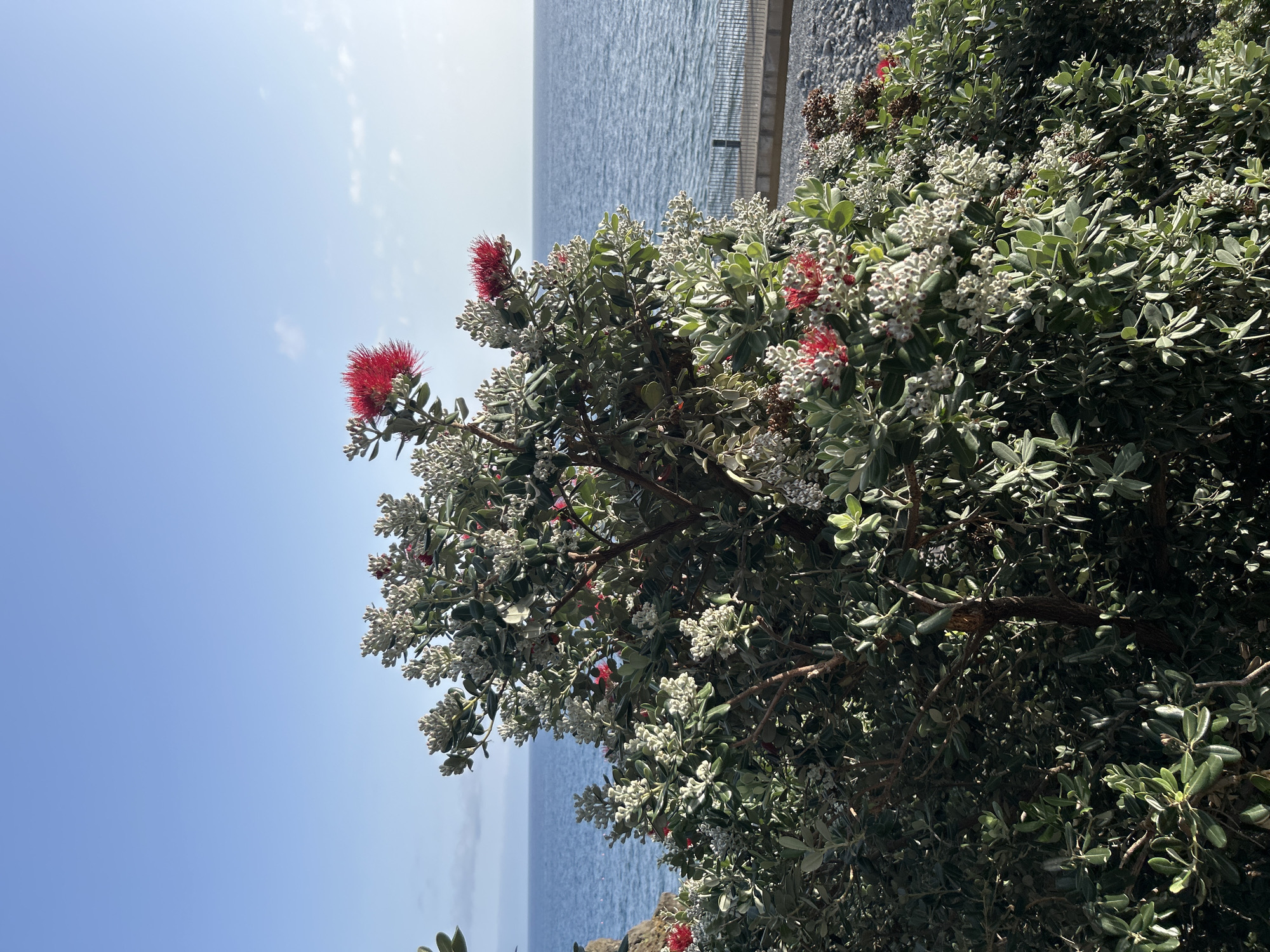 The image shows a pohutukawa tree with red flowers and white buds in the foreground, partially obscuring the ocean and sky in the background. A gray concrete barrier is visible behind the tree. The sky is blue with some clouds. The location is Câmara de Lobos, Portugal.