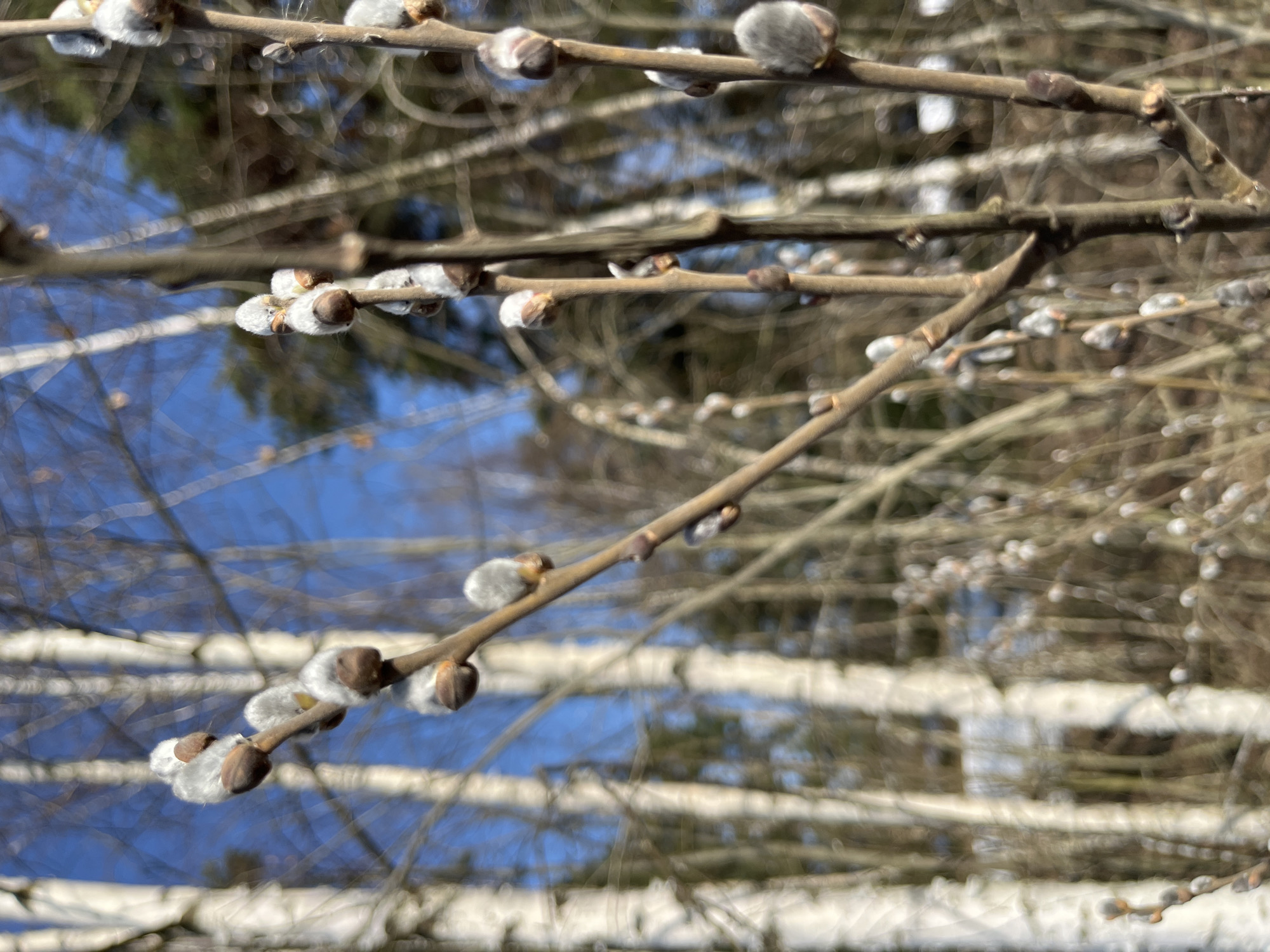 The image depicts a close-up outdoor scene in Voronino, Russia, focusing on emergent pussy willow catkins during early spring. Multiple slender, brown branches of a willow shrub occupy the foreground and mid-right, adorned with numerous fuzzy, ovoid catkins, predominantly grey-white with some brown basal scales. The branches are bare of leaves. In the midground, several tall birch trees with white, peeling bark stand vertically, partially obscured and out of focus. Beyond these, other deciduous trees with darker, bare branches are visible. The background consists of a clear, bright blue sky, with patches of white ground cover, consistent with snow, visible between the trees in the lower portion of the frame. No individuals are present. The scene is illuminated by natural sunlight, casting no discernible shadows toward the viewer, indicating a direct or high sun angle.