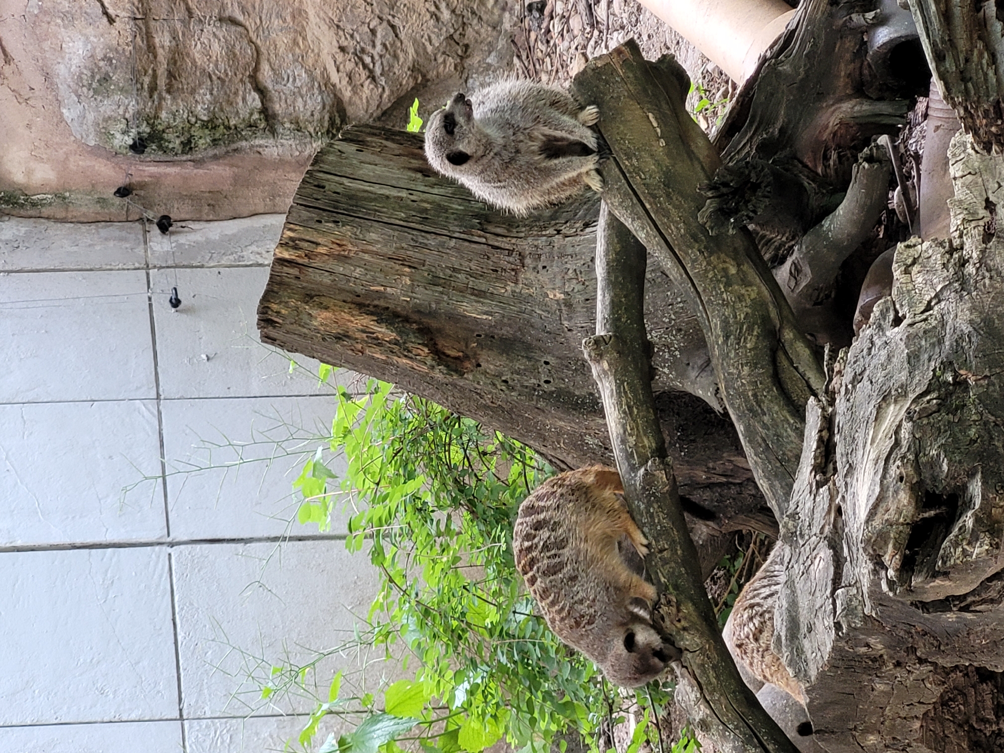 Two meerkats are in a zoo enclosure. The enclosure features a rough, rocky background and a weathered tree stump with several branches. One meerkat is on a lower branch, facing down and sniffing the wood. The other meerkat is perched upright on a higher branch, looking to the right. Green foliage is visible behind the animals, and the wall of the enclosure is made of tiled concrete.