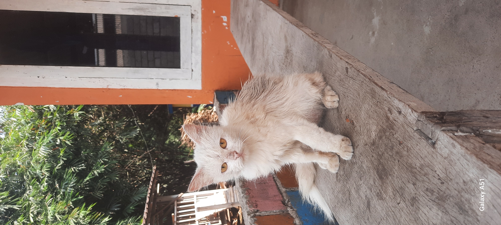 A medium shot shows a dirty, scruffy, cream-colored cat sitting on a weathered wooden bench. The cat is facing forward with its yellow eyes looking directly at the camera. Its fur appears matted and damp, suggesting it may have recently been rained on or wet. The bench is located outdoors, with a blurred background that includes dense green foliage, a building with orange and white paint, and a rustic wooden structure. The presence of bamboo trees suggests a tropical environment, consistent with the location of Ploso, Indonesia. The overall scene evokes a sense of neglect and harsh living conditions for the animal.
