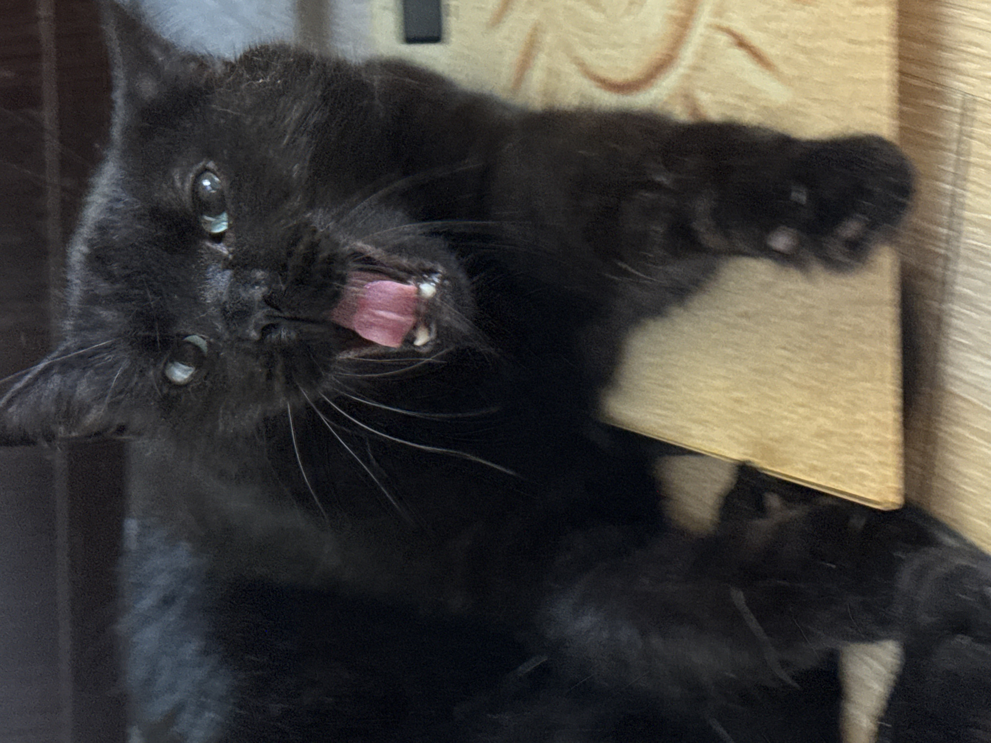 A black cat is lying on a light-colored surface, possibly a rug or a blanket, with its mouth wide open, seemingly yawning or meowing. Its tongue is pink and visible, and its teeth are slightly exposed. The cat's eyes are light green and appear alert. The background is dark and out of focus, with a hint of a wooden surface to the right. There are no people or any other animals in the image. The image does not contain any information that could place it in Bishkek City, Kyrgyzstan.