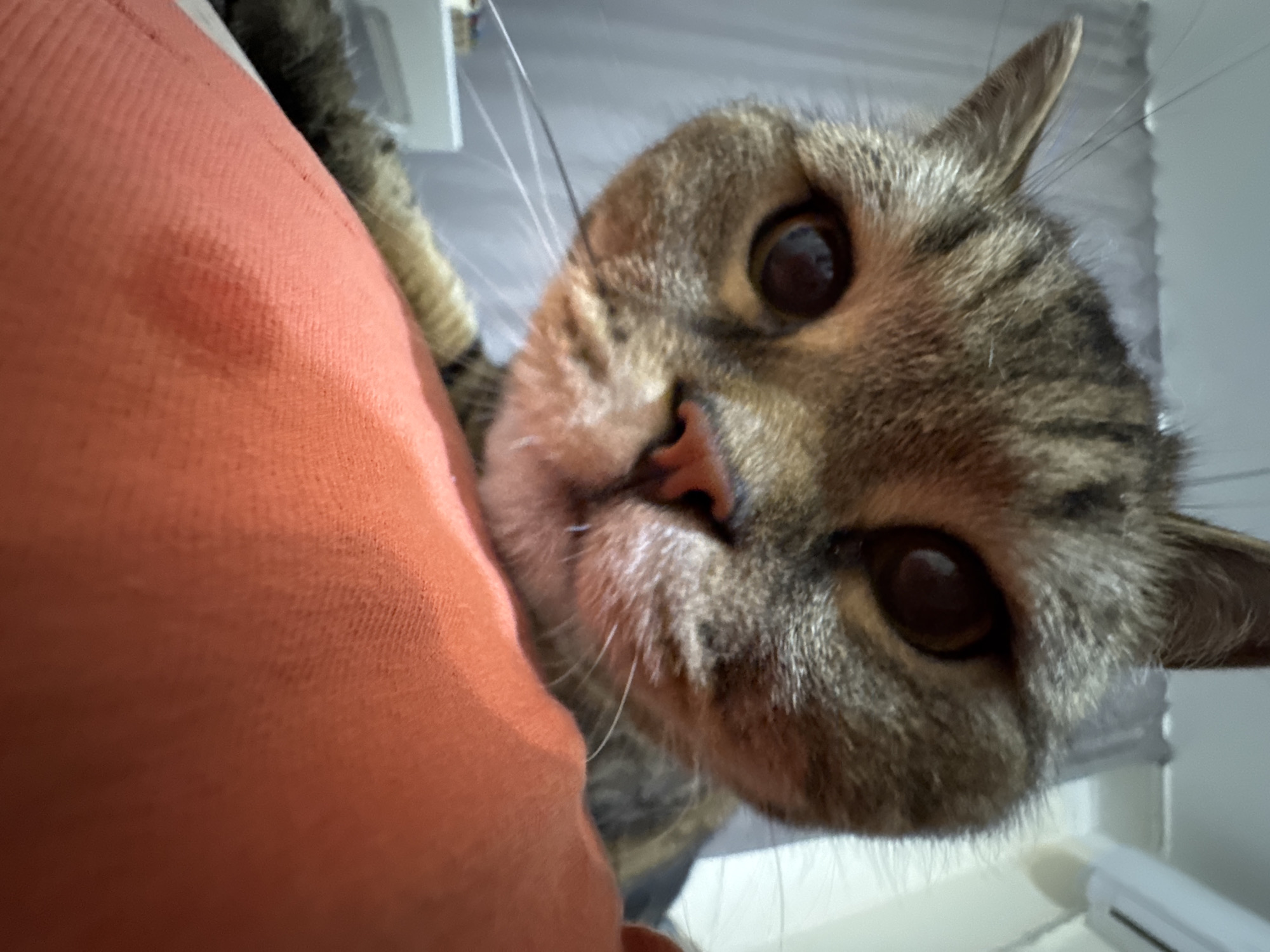 This is a close-up, low-angle, eye-level shot of a tabby cat's face. The cat's head is dominant in the frame, with its dark, large eyes looking directly at the camera. Its fur is a mix of brown, black, and lighter stripes. The cat's nose is pink, and its whiskers are prominent. The foreground is dominated by a bright orange, textured surface, likely a pillow or blanket, which the cat appears to be resting on or leaning over. In the blurred background, a white curtain and a portion of a white air conditioning unit are visible. The image captures an intimate moment with the pet. The location is not discernible from the image itself.