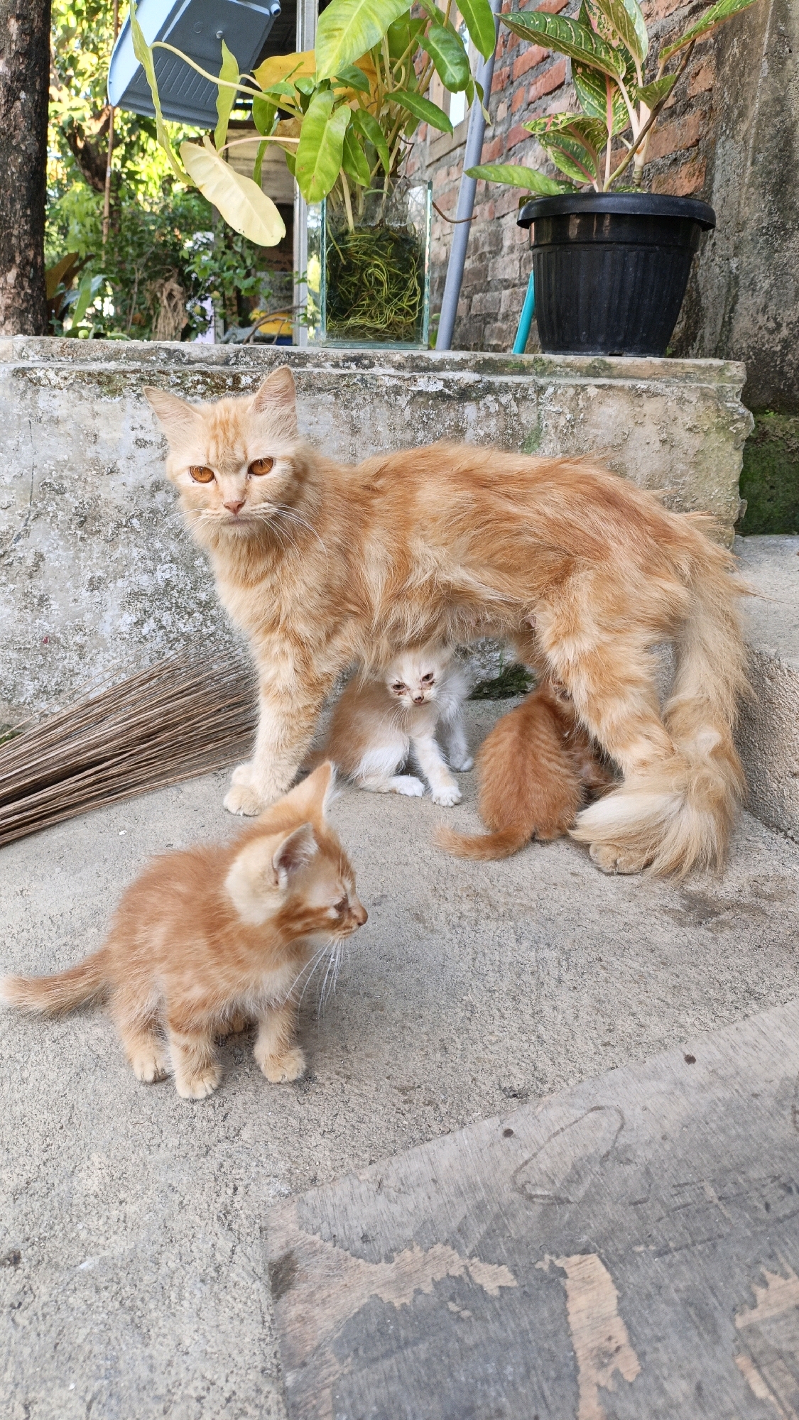 A mother cat and her four kittens are gathered on a concrete surface, possibly an outdoor patio or walkway, near a brick wall. The mother cat, a fluffy orange tabby with amber eyes, stands protectively over three of her kittens. Two of the kittens are nestled beneath her, with one appearing to nurse. Another kitten is positioned to the left of the mother, looking to the side. A fourth kitten is in the foreground, facing left. The environment includes potted plants, a glass vase with plants, a broom, and a black plastic pot. The scene is well-lit, suggesting daylight. This location is identified as being in Cikal, Indonesia.