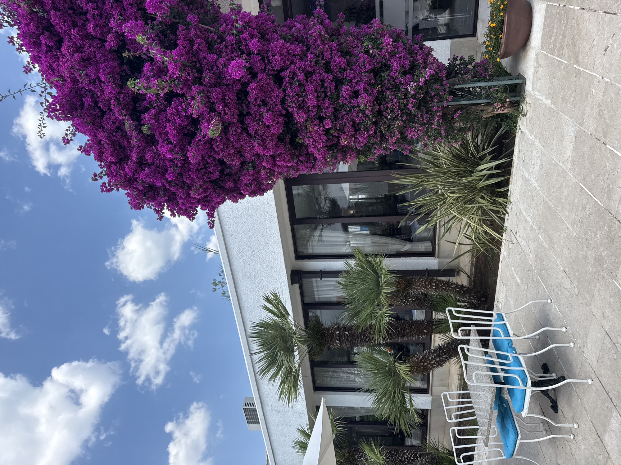 An outdoor seating area with a table and four chairs is set on a stone patio in front of a white building with large windows. A vibrant purple bougainvillea plant, heavily laden with flowers, cascades down the side of the building, dominating the right side of the frame. Several palm trees are visible behind the seating area, and a white umbrella stands to the left. The sky is blue with scattered white clouds. The scene is set in Boreti, Montenegro.