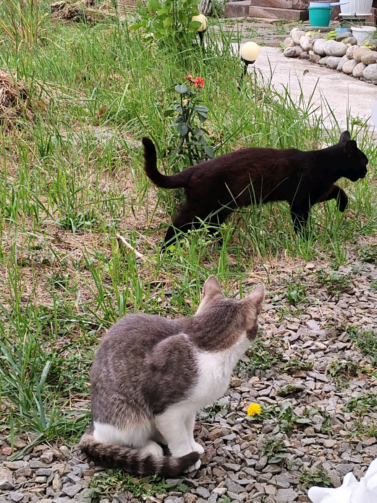 In Rostov-on-Don, Russia, on a gravel path next to a grassy area, a grey and white cat is sitting down, facing away from the camera. A black cat is walking in the background through the grass. A yellow dandelion is visible on the gravel path. In the background, there are stone steps, some large rocks, and two outdoor lamps. There are also some green plastic containers and a white bucket visible near the top right of the image. The environment appears to be a garden or yard.