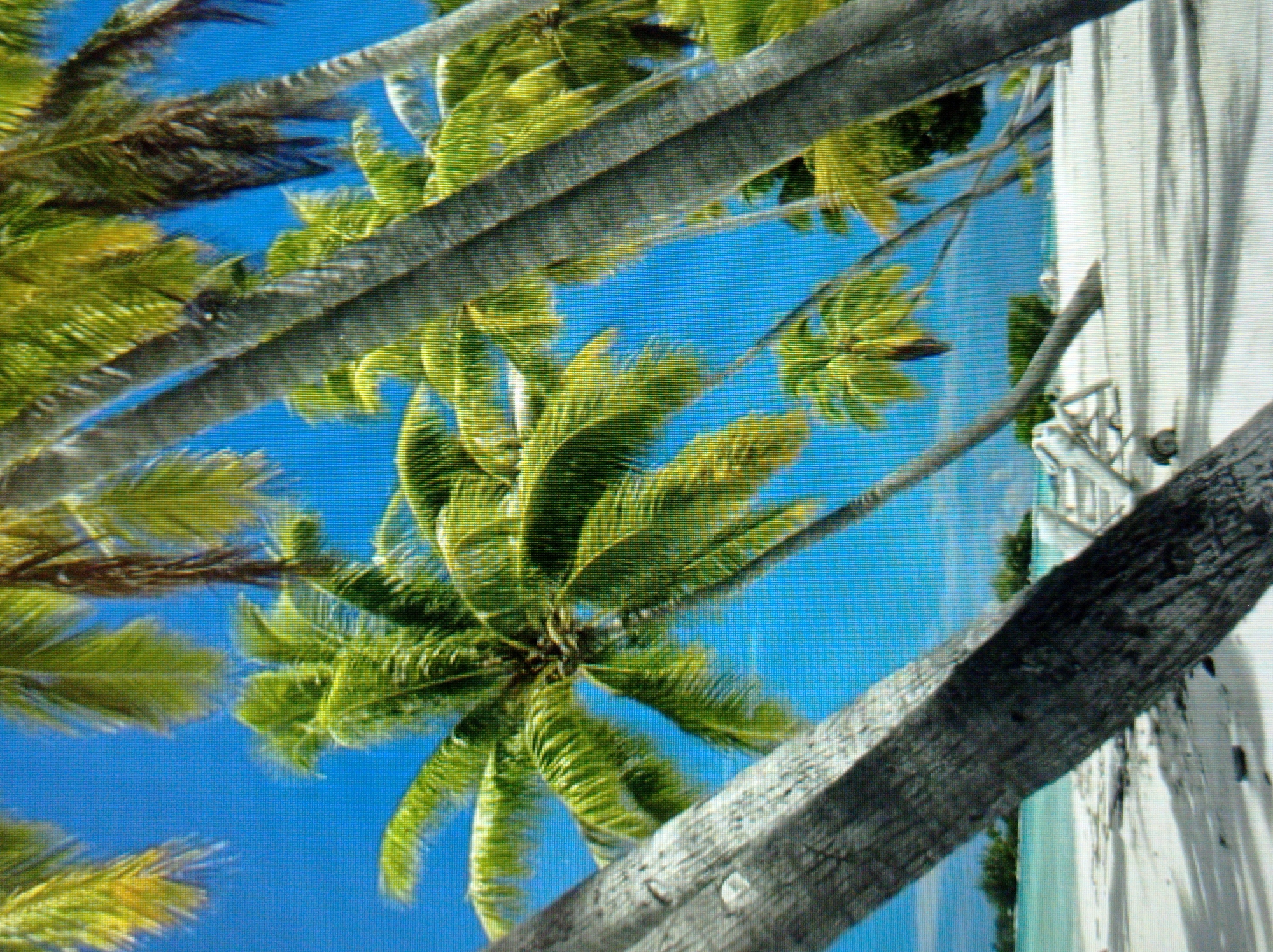 The image depicts a tropical beach scene with numerous palm trees against a clear blue sky. In the foreground, the trunk of a large palm tree is prominently featured on the left, casting a shadow on the white sandy beach. The middle ground shows more palm trees with lush green fronds, and further back, the turquoise ocean meets the horizon with a thin strip of land covered in greenery. Two lounge chairs are visible on the sand, suggesting a relaxed atmosphere. There are no people or animals in the image. The scene is tranquil and evokes a sense of vacation. The image is not located in Mukachevo, Ukraine, as it portrays a tropical environment.