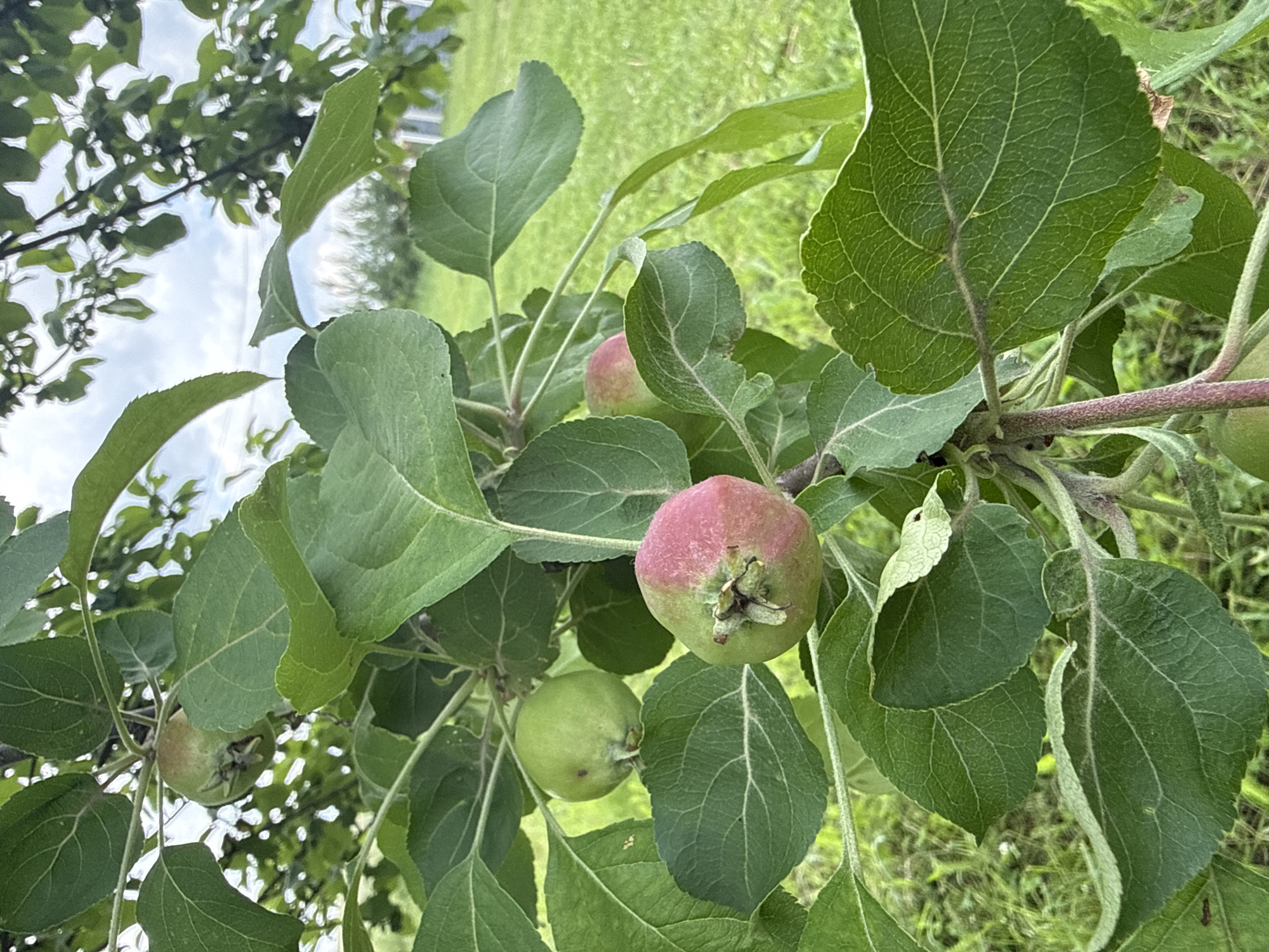 A close-up, eye-level shot focuses on a branch of an apple tree laden with developing fruit and lush green leaves. The foreground is dominated by the textured green leaves and branches, with some leaves showing intricate veining. Several small, unripe apples are visible, varying in color from pale green to a blush of pink, indicating early stages of ripening. One apple in the center exhibits a more pronounced red hue on one side. The background is softly blurred, showing a green, grassy field and hints of a cloudy sky peeking through the tree canopy. The overall impression is one of natural growth and the early promise of a harvest. The image was captured in Verkhne-Pozim', Russia.