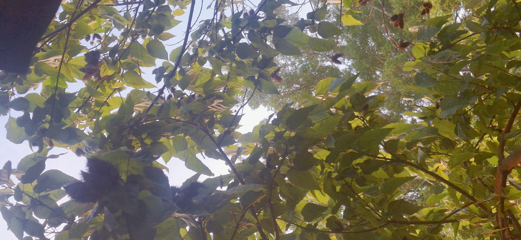 In Vallecito, Venezuela, a photograph captures a close-up view of lush green leaves and branches of a tree, illuminated by natural light. The foliage is dense, with some leaves appearing lighter due to the sunlight filtering through. In the upper left quadrant of the image, two dark, spiky seed pods are visible amongst the leaves. The background shows a hazy, lighter green canopy of trees against a pale sky, suggesting an outdoor environment.