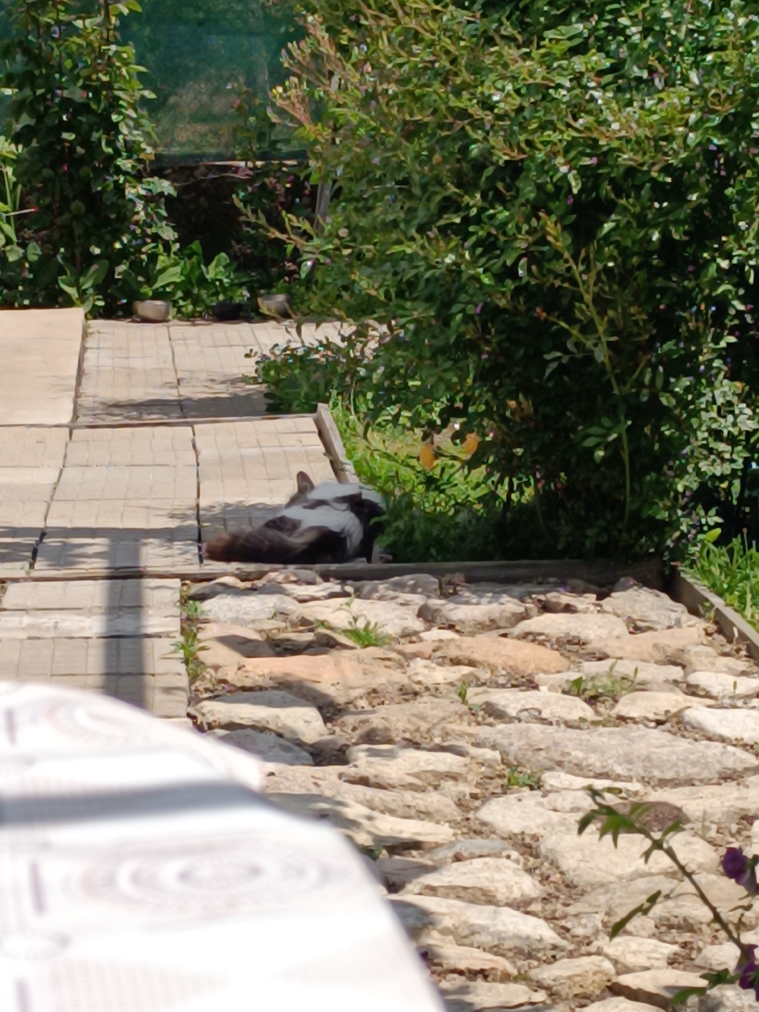 The image shows a residential outdoor scene in Iganovo, Bulgaria. A cat with black and white fur is lying on a concrete pathway, partially shaded by a bush. The pathway transitions to a stone surface with scattered weeds. In the foreground, a portion of a table with a patterned surface is visible. Further back, lush greenery and plants surround the area. A glimpse of a greenhouse-like structure is seen behind the trees. The lighting suggests a sunny day.
