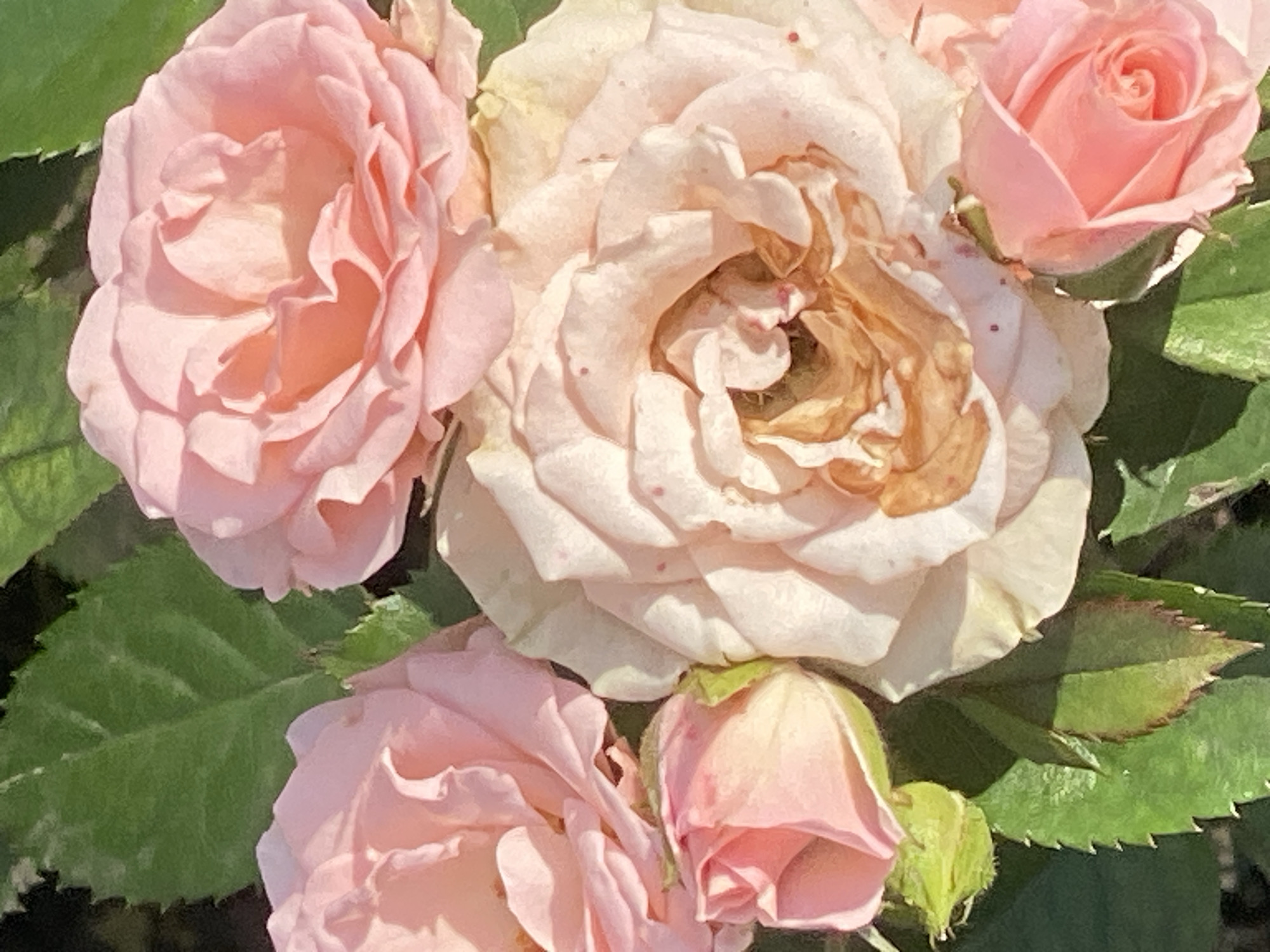 The image is a close-up, vertical shot of a cluster of pale pink roses in various stages of bloom. The roses are interspersed with green leaves, some of which show browning on the edges. Sunlight illuminates the petals, highlighting their delicate texture and subtle color variations. One rose in the center appears to be past its prime, with dried, brown petals at its core. The background is a dark, out-of-focus green, suggesting foliage. The scene is a natural outdoor environment, likely a garden. No people or actions are depicted. The image does not contain any information that would allow for its location to be identified as being in Novokuznetsk, Russia.
