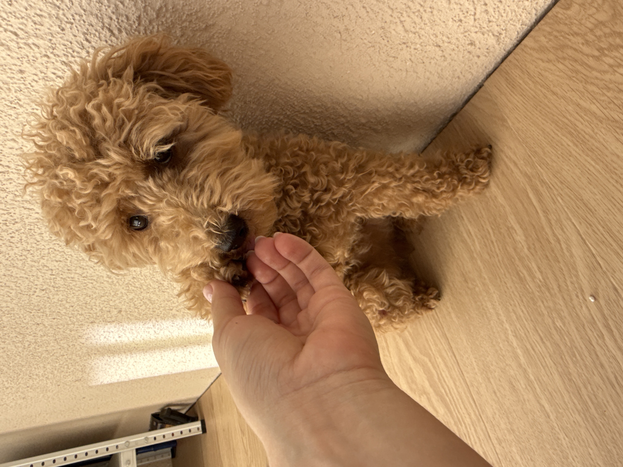 A brown poodle is shown being petted by a person. The setting appears to be indoors, with a light-colored wall and wood-patterned flooring visible. The lower portion of a shelving unit is also visible. The location is not possible to determine from the provided image alone.