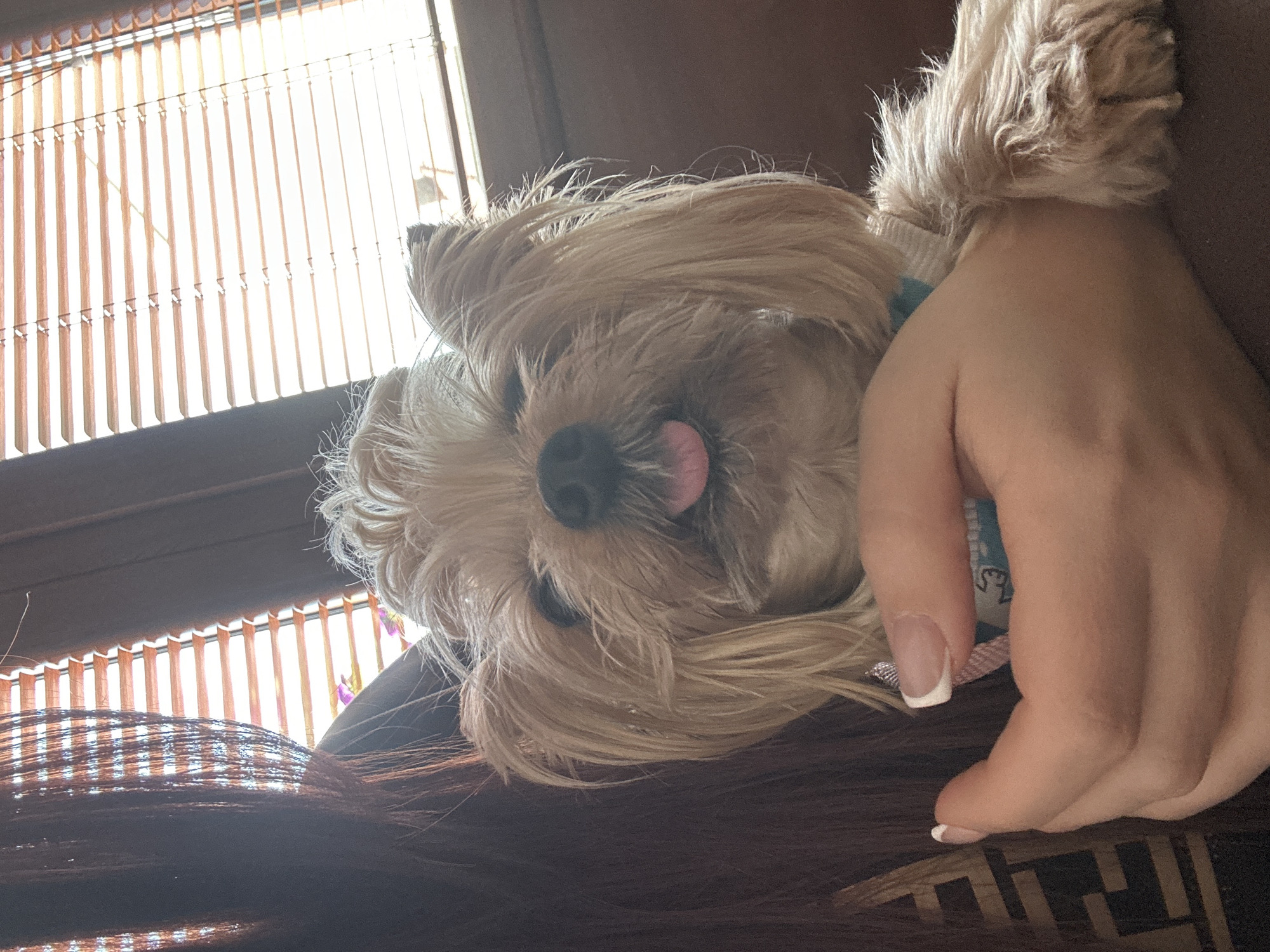 The image depicts a small, light-brown dog lying down, possibly asleep, with its tongue slightly protruding. The dog's head is resting on what appears to be dark-brown hair. A person's hand with a French manicure is near the dog's head. In the background, a window is visible with bamboo-like blinds. There is no evidence indicating that this photo was taken in the city of Montana, Bulgaria.