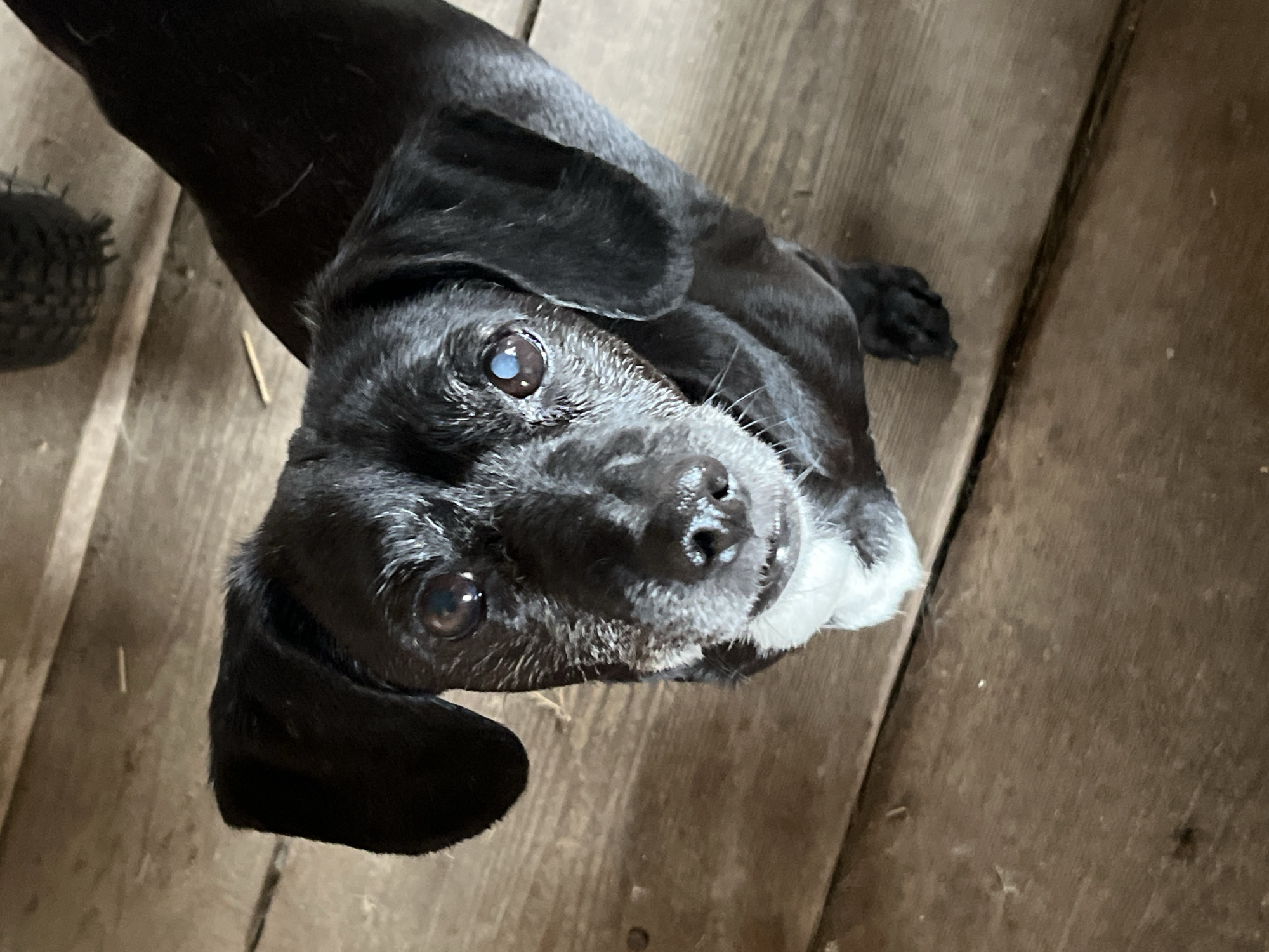 A close-up, high-angle shot captures a black dog looking directly up at the camera. The dog has soft, dark fur, with notable patches of white and grey fur around its muzzle and chin, indicating its age. Its dark eyes are wide and attentive, conveying a curious and gentle expression. The right eye (from the viewer's perspective) shows a slight cloudy appearance, which could be indicative of an older dog's eyes. The dog's ears are floppy and dark.
The setting appears to be an indoor or covered outdoor space, with the dog positioned on a rustic wooden floor made of parallel planks. In the upper left corner of the frame, a dark, textured object, possibly a toy or part of a tire, is partially visible. The lighting is diffused, illuminating the dog's face without harsh shadows. The image captures a moment of direct engagement between the dog and the viewer, possibly its owner. There is no visible text in the image. This scene is presented without specific visual cues to the provided location context of Nizhny Tagil, Russia.