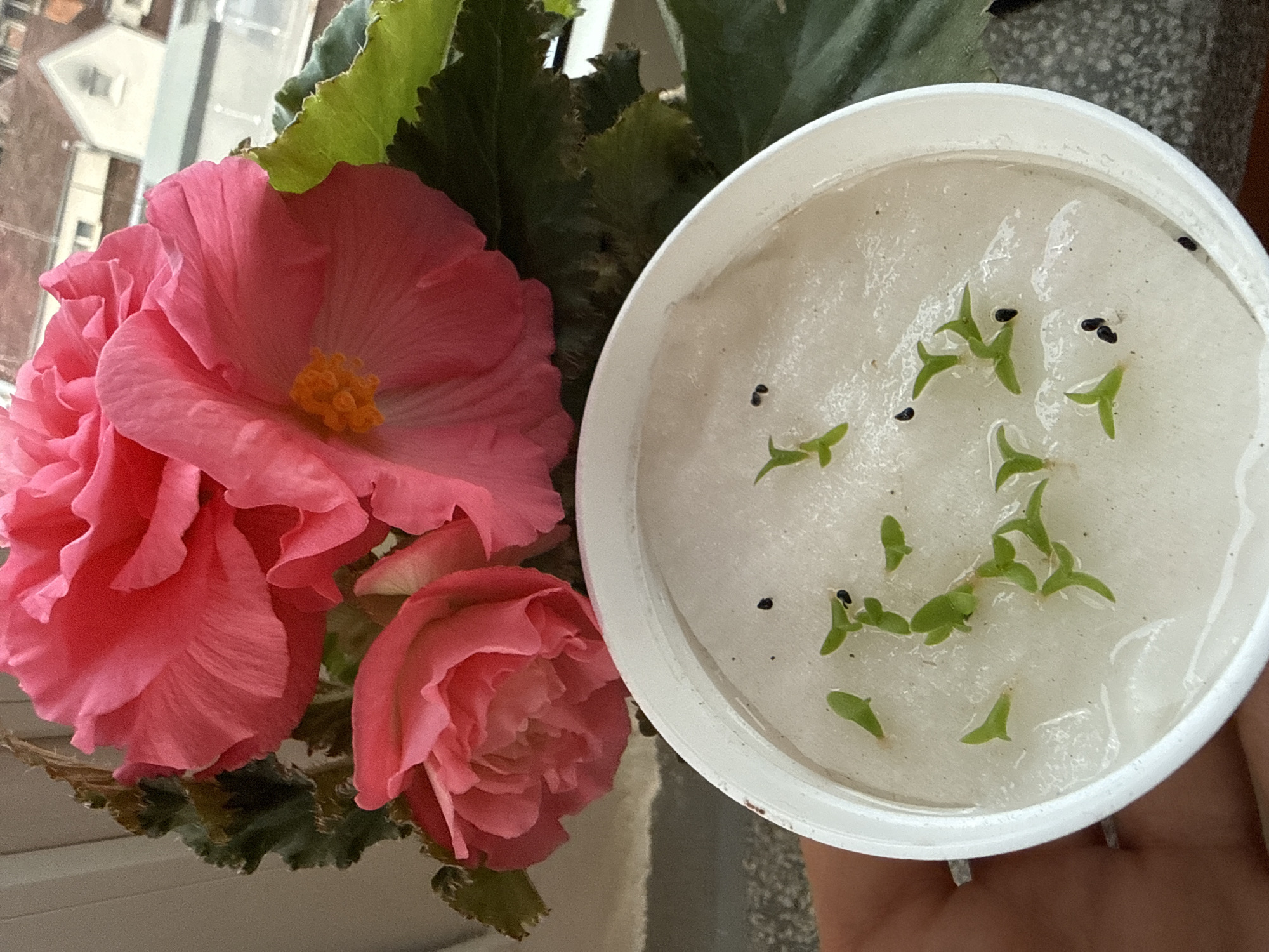 The image displays a close-up view of indoor plant cultivation, featuring vibrant pink begonia flowers alongside a white container used for germinating seeds. On the left, a cluster of full, ruffled pink begonia blooms dominates, with one large, open flower revealing bright yellow stamens at its center. Another partially opened flower is visible below it, showcasing its layered petals. Dark green, textured leaves of the begonia plant provide a backdrop to the flowers.
To the right, a white, round container is partially held by a human hand. Inside the container, a clear liquid supports numerous small, bright green sprouts, each with two tiny leaves, indicating early germination. Several small, black seeds are also visible within the liquid, some floating and others possibly settled at the bottom. The background is softly blurred but suggests an urban environment, with indistinct shapes of buildings seen through a window, implying a setting within Sofia, Bulgaria, during daytime. No text is visible in the image.