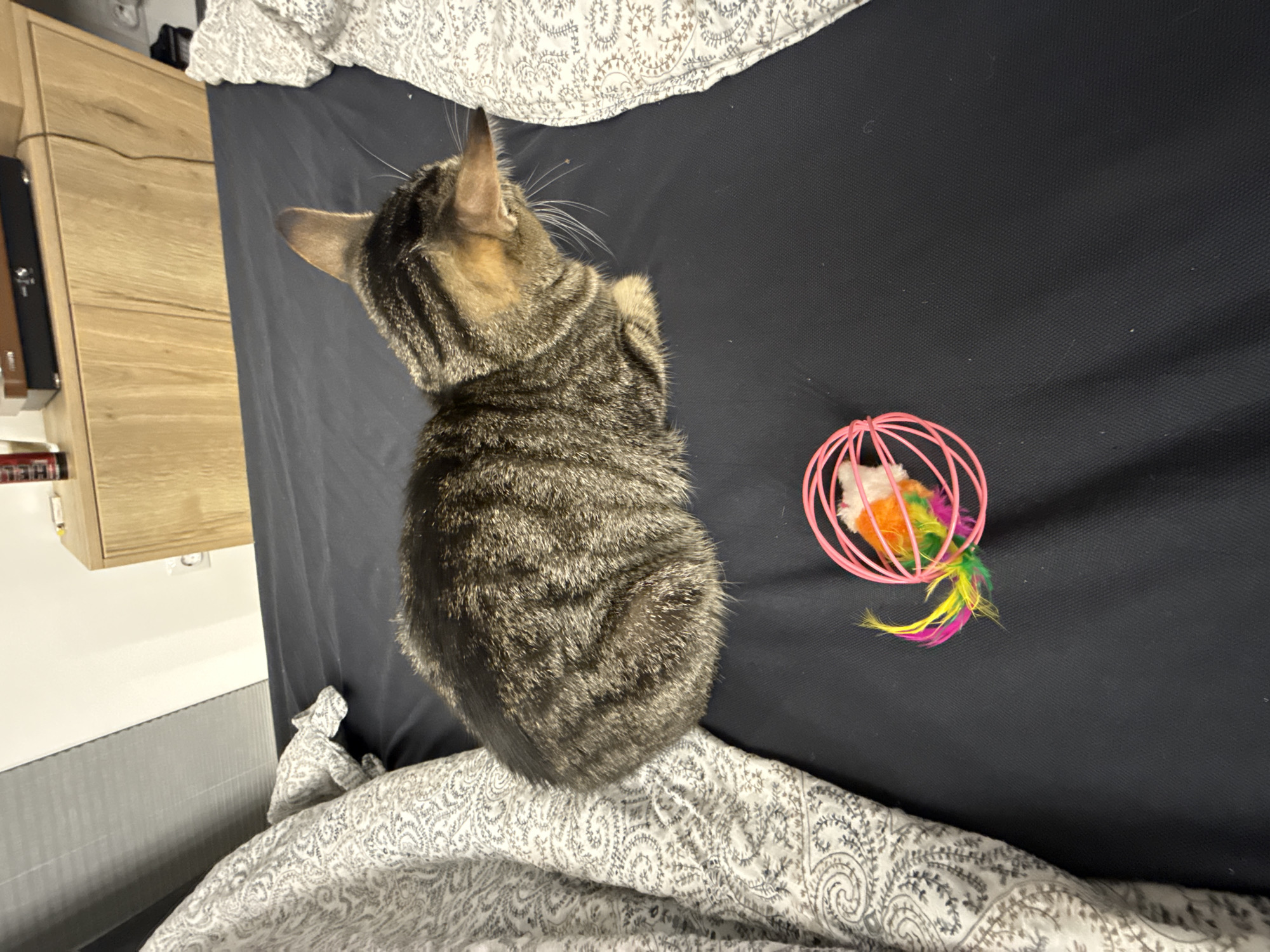 A medium shot taken from above shows a tabby cat sitting on a dark gray bedspread. The cat faces away from the camera and toward a pink, caged cat toy with a colorful feather tail. The bed is covered in patterned bedding. In the background, a light wood cabinet and a gray wall are visible. The location in the city of Plovdiv, Bulgaria, cannot be determined from the available information.