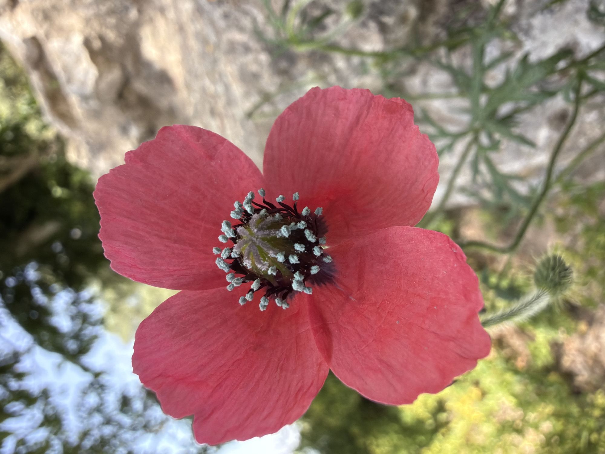 The media file presents a vibrant, close-up, overhead shot of a single red poppy-like flower. The flower, centrally positioned, features four broad, slightly crinkled petals in a vivid crimson-pink hue. Its distinct center reveals a dark, almost black, pistil or ovary surrounded by a ring of numerous, delicate stamens, each topped with prominent light blue or pale green pollen-covered anthers.
The background is softly blurred, indicating a shallow depth of field, suggesting the image was taken with a focus on the foreground flower. In the upper left, a textured, light-colored surface resembling rock or stone is visible. Towards the upper right, blurry green foliage and slender stems extend into the frame, with one stem distinctly hairy, and a small, green, furry flower bud is visible in the lower right. The lower portions of the background feature soft, diffused patches of green and yellow, indicative of sun-dappled vegetation or dappled light filtering through leaves.
The lighting suggests bright daylight conditions, creating a clear and serene atmosphere. No specific activity is depicted; the image captures the static beauty of the blooming flower in a natural outdoor setting, consistent with the location context of Olèrdola, Spain. There is no visible text in the image.