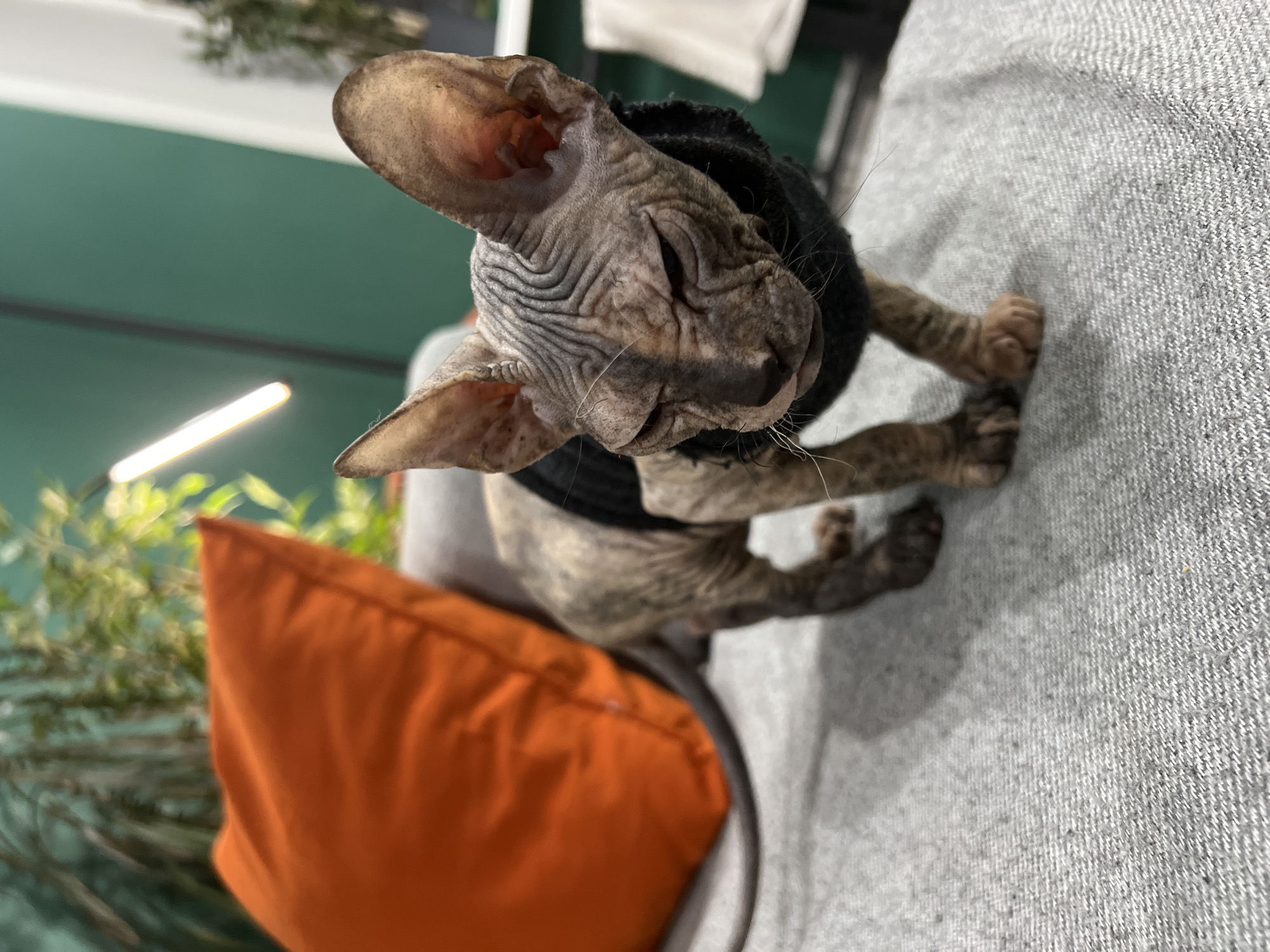 A hairless Sphynx cat, distinguished by its wrinkled, mottled grey and brown skin, is the central subject of the image. The cat is wearing a black, presumably knitted, sweater, which covers its body and neck. Its large, pointed ears are prominent, and faint whiskers are visible around its snout. The cat's head is tilted upwards and slightly to the left, suggesting it is observing something outside the frame with a curious or alert expression.
The cat is perched on a grey, subtly textured, upholstered surface, likely a sofa or chair, which takes up a significant portion of the right and lower parts of the frame. To the lower left, a vibrant orange cushion is visible, providing a contrasting color element.
The background features a solid green wall, indicating an indoor setting. Several green plants, some appearing out of focus, are visible in the mid-ground and background, adding a natural touch to the interior. A long, rectangular light fixture emitting a bright, warm glow is situated in the upper left background, illuminating the scene. The overall impression is that of a comfortable, well-lit indoor environment, possibly a home or a pet-friendly commercial space. No text is visible in the image. The image was captured in Kazan, Russia.