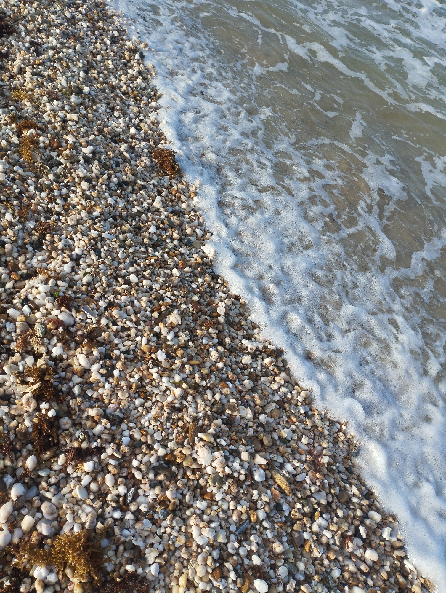 The image shows a close-up of a pebble beach in Porlamar, Venezuela. The left side of the frame is densely covered with small, rounded pebbles, mostly light tan and white in color. Interspersed among the pebbles is some brown seaweed. The right side of the frame is the edge of the ocean, with light brown water washing onto the shore, producing white foam. The pebbles are partially submerged by the water.