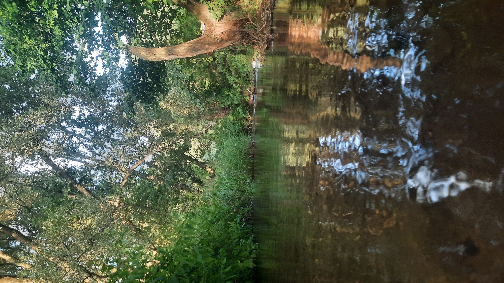 The image depicts a low-angle view of a calm river flowing through a dense, green forest. Lush vegetation lines the banks, with tall trees overhead forming a canopy that allows dappled sunlight to filter through. The water's surface reflects the surrounding foliage and sky, creating a textured, painterly effect. The scene is tranquil and appears to be located in a natural, undeveloped area. Without further information, the specific location within Shklov, Belarus cannot be determined.