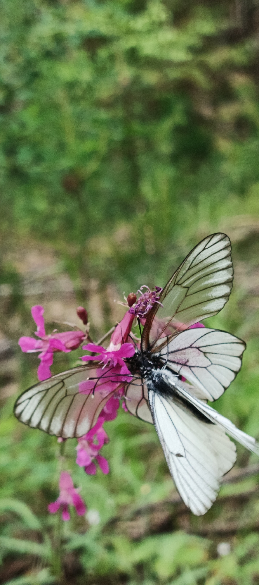 Two white butterflies with black veins on their wings are perched on pink flowers. The butterflies are positioned one above the other, with the upper butterfly's wings spread wide and the lower butterfly's wings partially closed. The flowers are delicate and have multiple petals. The background is a blur of green foliage, suggesting an outdoor, natural setting. The image appears to be a close-up shot, focusing on the butterflies and flowers. There are no people or man-made structures visible.