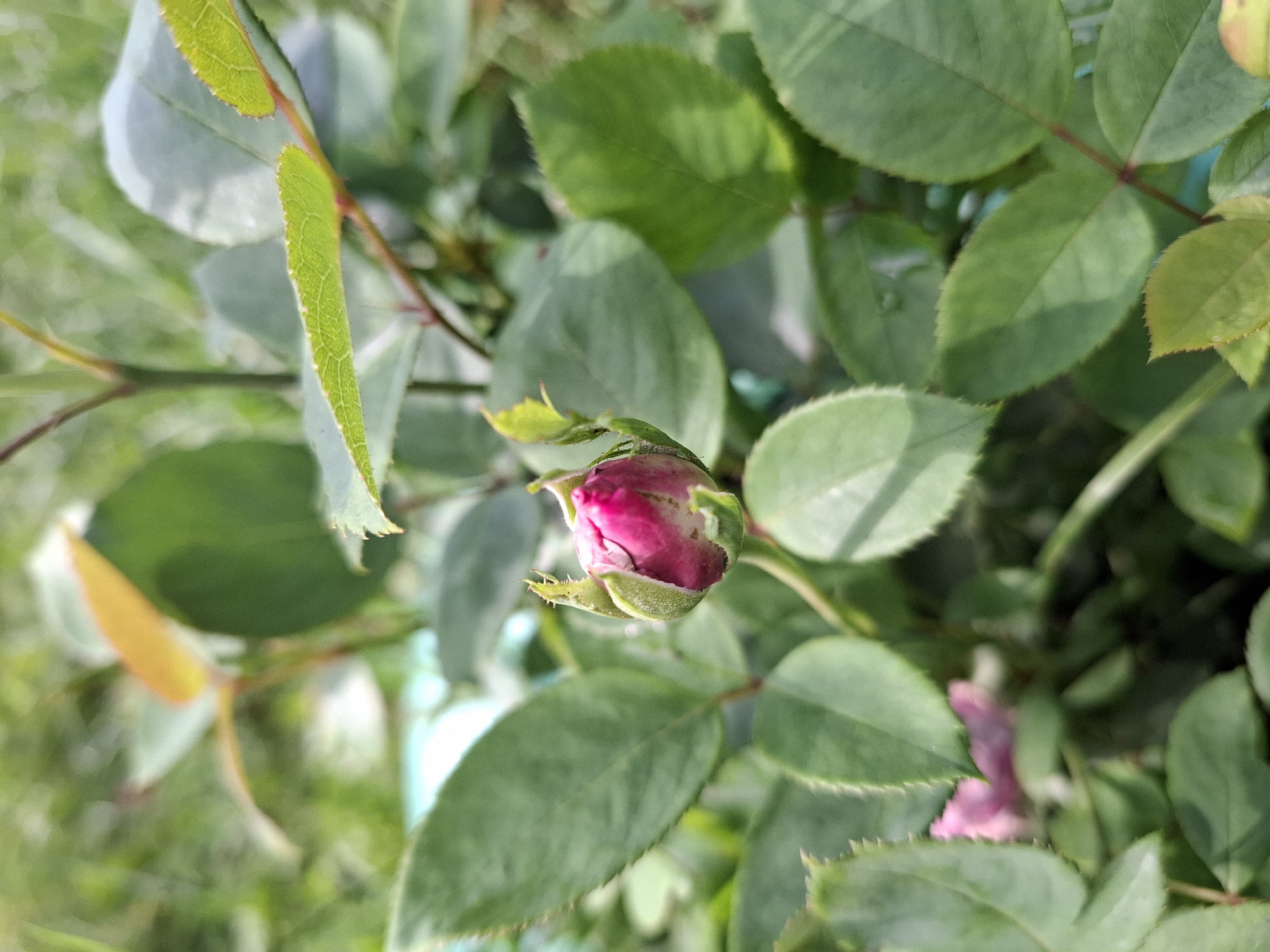 A close-up, vertical, outdoor shot focuses on a single pink rosebud at the center, surrounded by numerous green leaves. The rosebud is partially opened, with its pink petals peeking out from under green sepals. The leaves are lush and varied in size and shape, some with serrated edges. The background is softly blurred, showing more greenery and hints of sunlight. The scene appears to be in a garden or a natural setting, bathed in natural light. There are no people or any discernable man-made structures. The overall impression is one of nature's delicate beauty.