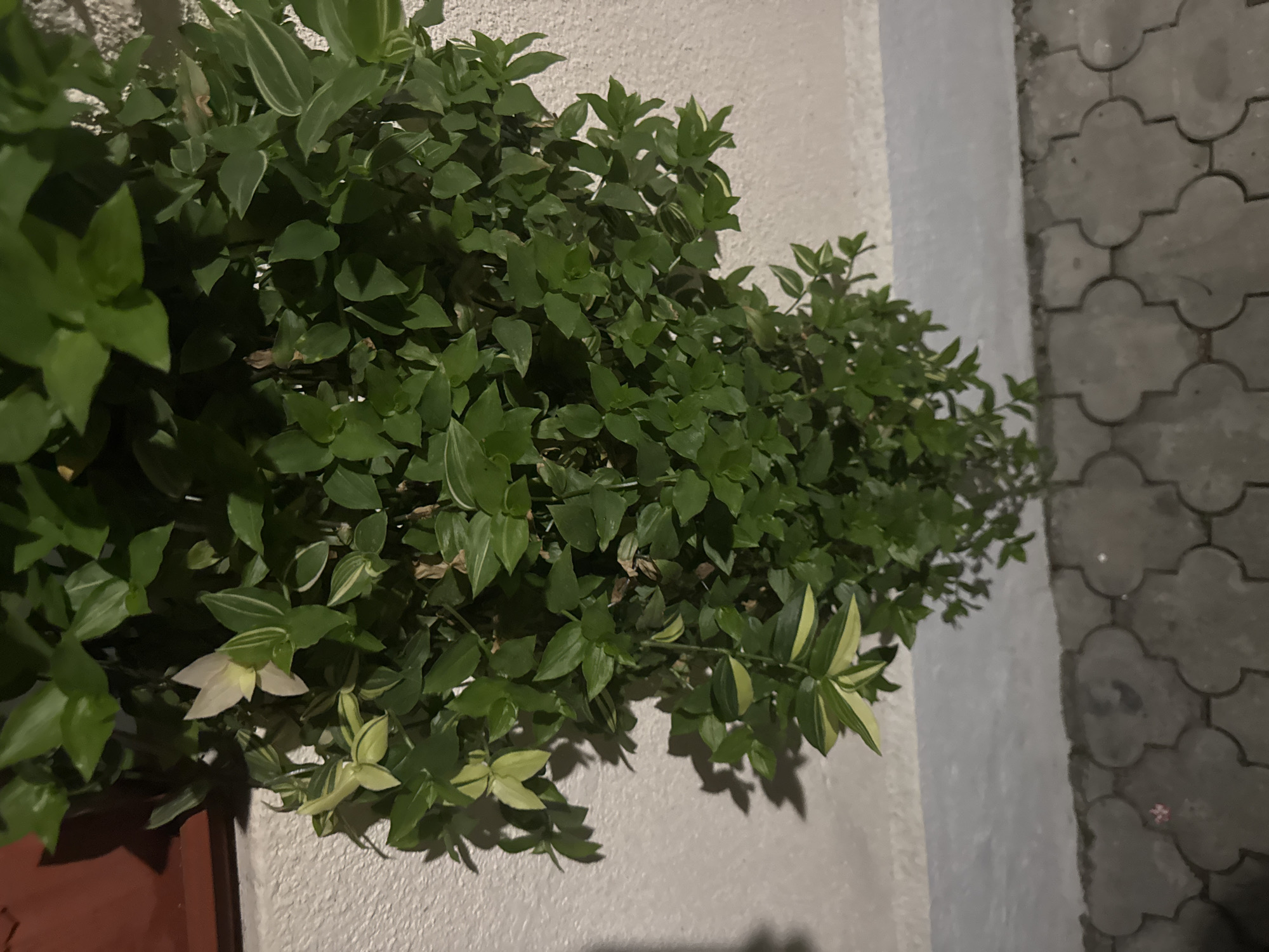 A close-up, overhead shot shows a hanging plant with variegated leaves, predominantly green with streaks of yellow, against a textured white wall. The plant's vines cascade downwards, some branches bearing a single, pale pinkish-white flower with pointed petals. To the left, a reddish-brown planter is partially visible. The lower portion of the image reveals a grey, interlocking pavement made of four-leaf clover-shaped concrete slabs. Shadows of the plant are cast on the wall. The scene is dimly lit, suggesting it might be evening or indoors with artificial lighting. The overall context is unclear, but it appears to be an outdoor or semi-outdoor decorative planting.