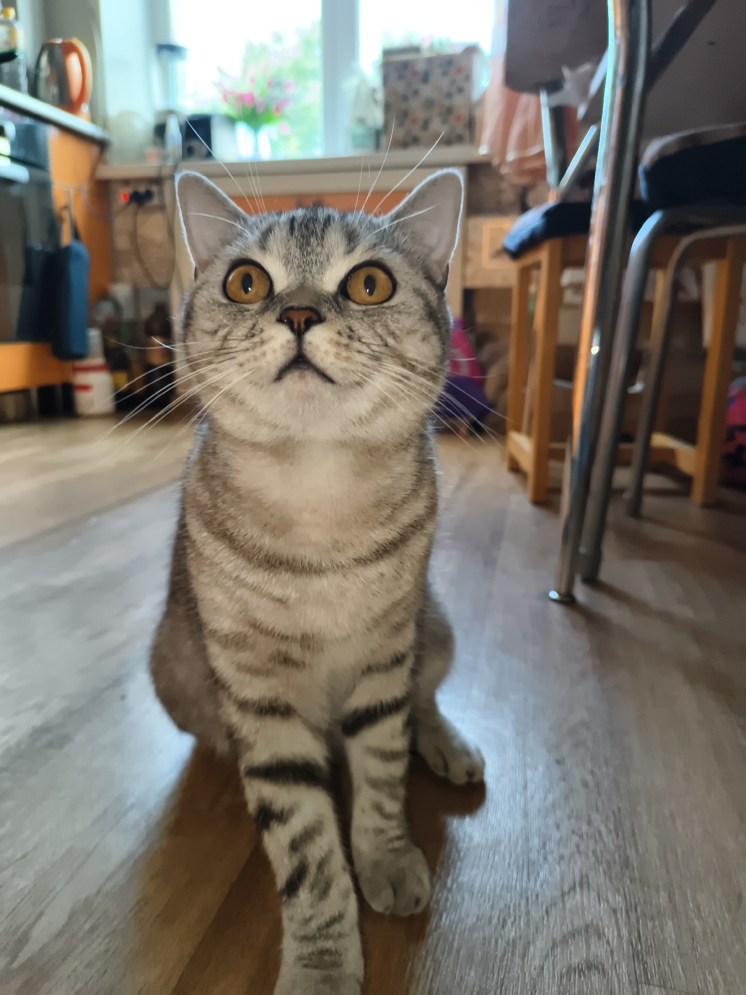 A grey tabby cat with bright orange eyes sits on a wooden floor, looking upwards. The cat has dark stripes on its fur. In the background, a kitchen area is visible with cabinets, a window, and chairs. The lighting suggests it is daytime.