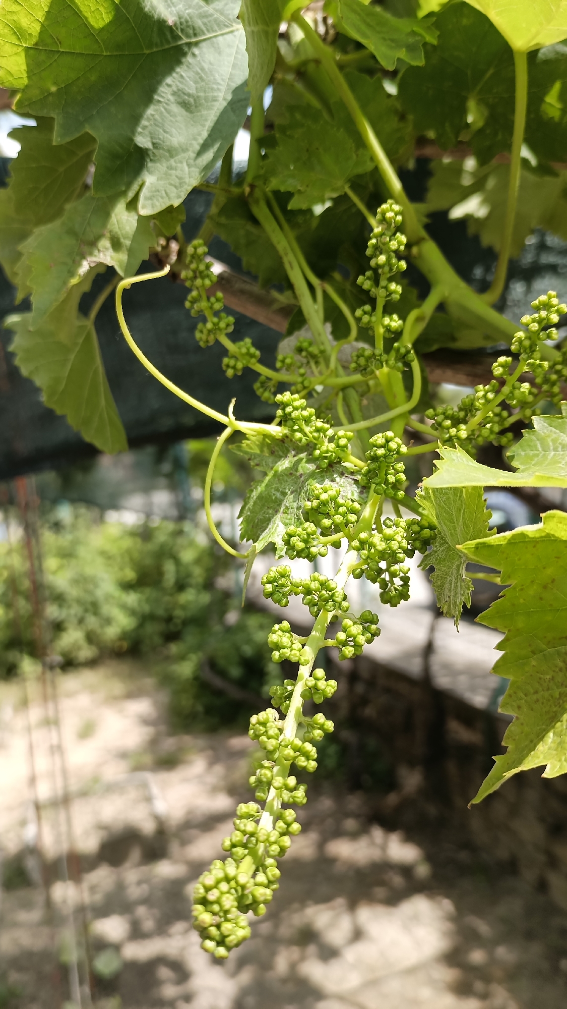 The image depicts a close-up of a grape vine with developing green grapes. The vine's leaves are a vibrant green, and the tendrils are visible, winding around the stem. The grapes are small, tightly clustered, and green. The background is blurred, showing greenery, a stone wall, and a possible building or fence. The location is Muzga, Bulgaria. There are no people visible in the image. The subjects are the grape vine and its developing grapes. The scene appears to be taken outdoors, likely in a vineyard or garden setting.