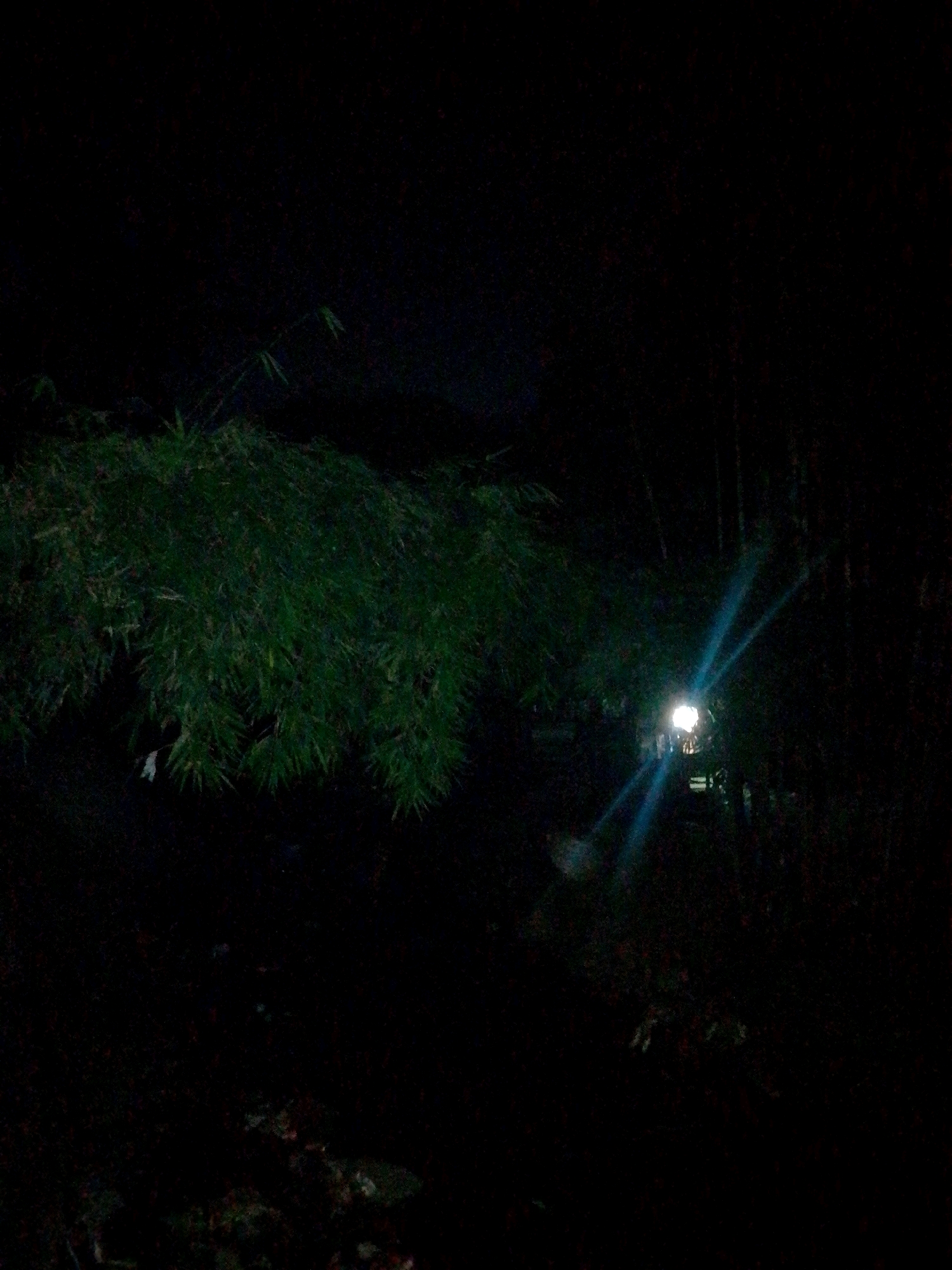 The image depicts a nighttime scene of dense foliage, likely bamboo, illuminated by a bright, artificial light source. The light creates a strong lens flare, casting blue streaks across the frame. The surrounding environment is dark, suggesting it is outdoors, possibly in a garden or natural area. There is a hint of a structure or pathway beneath the light, partially obscured by the vegetation. The location is specified as Siliguri, India.