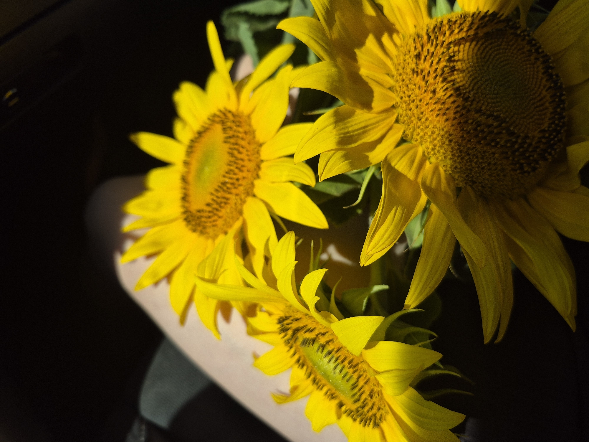In an indoor setting, three vibrant sunflowers are arranged, their yellow petals illuminated by sunlight. The arrangement is presented from a close-up perspective, highlighting the intricate details of the flowers, including their textured centers and delicate petals. The background is a dark, amorphous shape, contrasting with the bright colors of the sunflowers. The scene is devoid of any human presence or discernible urban or natural elements, suggesting an intimate and focused portrayal of the floral subjects.