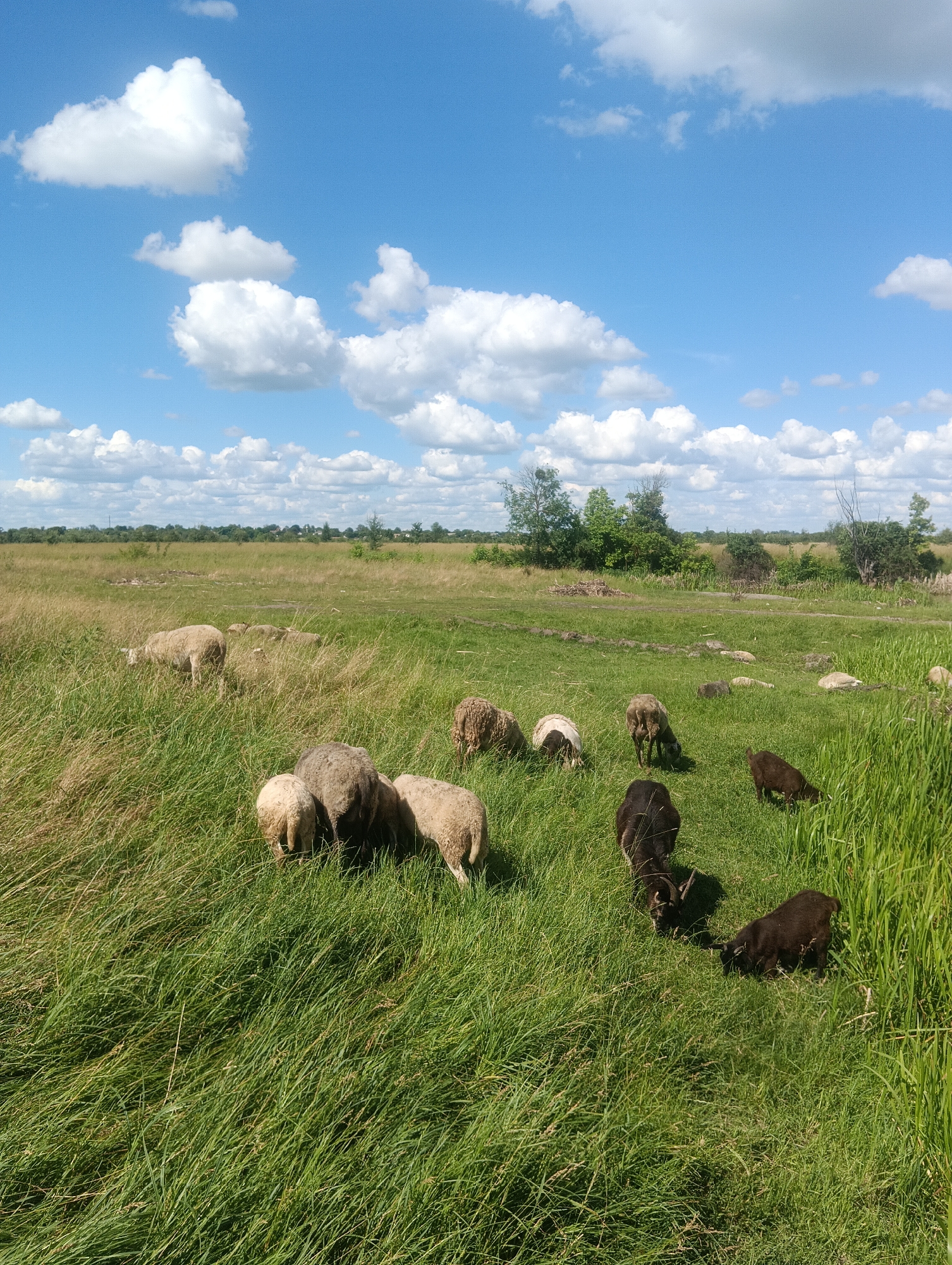 A flock of sheep and goats graze on a grassy field under a partly cloudy blue sky. The sheep, mostly white and tan, are scattered across the foreground and middle ground of the image, with some heads down grazing and others standing or lying down. Several dark brown goats are also present, some with horns, among the sheep. The field is covered in tall, green grass with some patches of dry, yellow grass. In the background, a line of trees and shrubs forms the horizon, beyond which is a hint of a distant treeline or buildings. The sky is a vibrant blue with scattered, fluffy white clouds. The overall scene depicts a rural, pastoral environment.