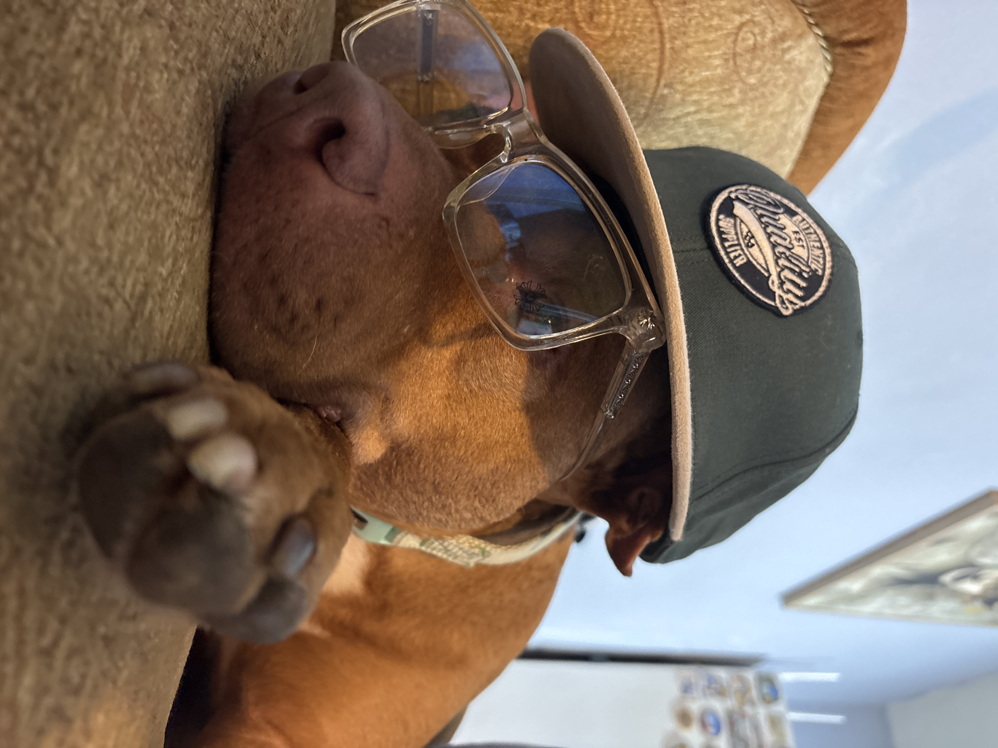An indoor, close-up shot, rotated 90 degrees clockwise, features a light brown dog, possibly a Pitbull or similar breed, resting on a textured, light brown sofa or cushion in Sofia, Bulgaria. The dog is positioned on its side, with its snout and paw visible in the foreground.
The dog is humorously adorned with clear-framed eyeglasses perched on its nose, with a small, stylized cross or spider logo visible on the right lens. A dark green baseball cap is worn on its head, partially obscuring one ear. The cap features a circular white and black patch with the word "QUALITY" prominently displayed in a script font, alongside smaller text that includes "SUPPLIER" and "AUTHENTIC".
The background is softly blurred, showing a bright, possibly sunlit area, and faint indications of an interior space with what appears to be a framed picture or artwork on a wall. The dog's paw is clearly visible with its distinct pads and nails. The lighting suggests it is daytime. The image captures a peaceful and amusing moment.