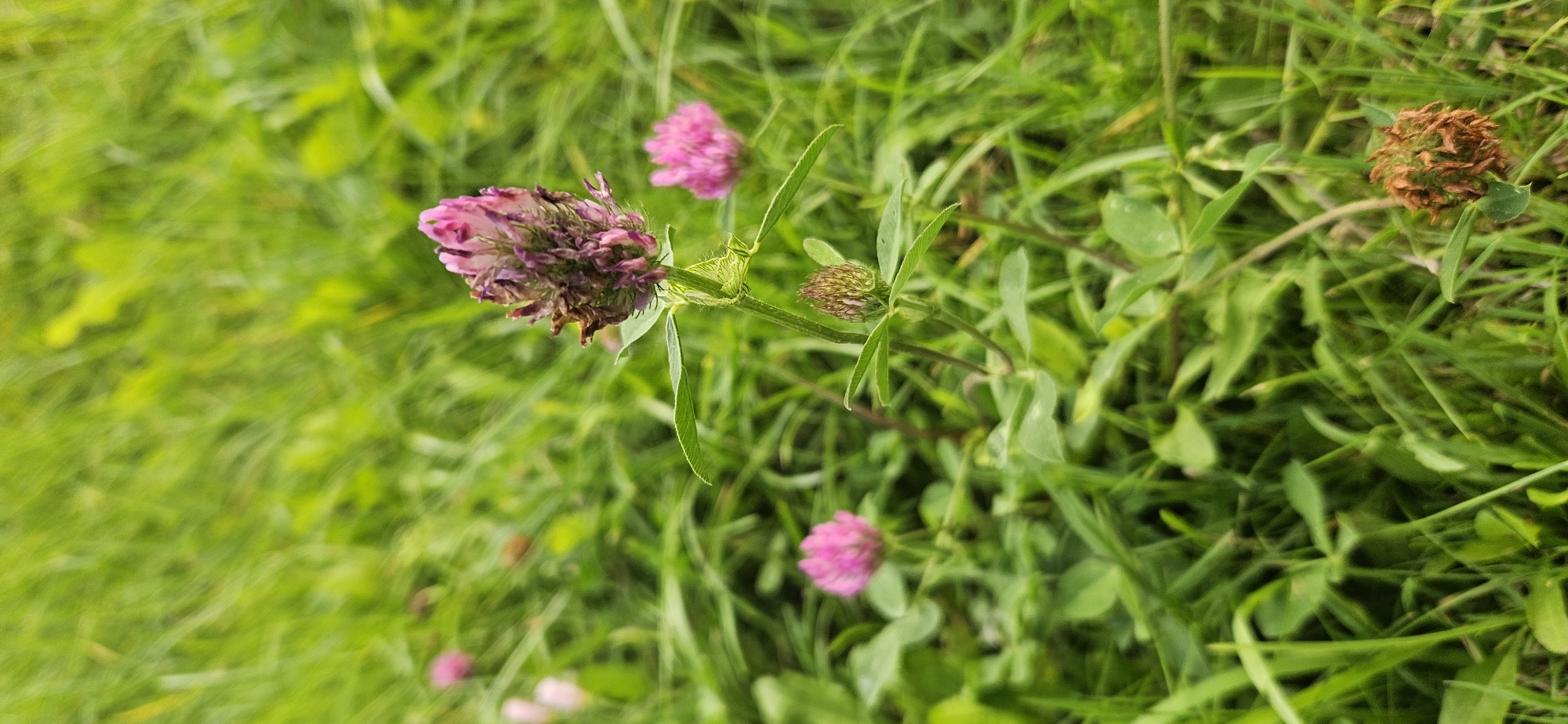 A close-up, eye-level shot showcases a cluster of purple clover flowers amidst lush green grass. The flowers are in various stages of bloom, with some appearing fresh and vibrant, while others are beginning to dry and brown. The grass is thick and uneven, suggesting an outdoor, natural setting, possibly a park or meadow. The background is softly blurred, keeping the focus on the delicate blossoms. The overall impression is one of natural beauty and tranquility. There is no indication of the specific location within Vitsebsk, Belarus.