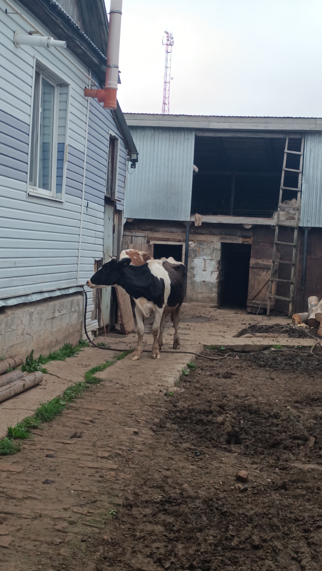 A black and white cow stands on a dirt path next to a light blue building with white trim. A tall cell tower is visible in the background. The cow appears to be tethered by a black rope. The building has a window and a drainpipe extending from it. To the right of the building is a large, open-sided structure made of corrugated metal and wood. There is a ladder leaning against this structure. The ground is uneven and appears to be muddy in some areas. There are also some logs stacked on the left side of the path. The overall scene suggests a rural or farm setting. The specific location in the city of Karsha, Russia, is not discernible from the image itself.