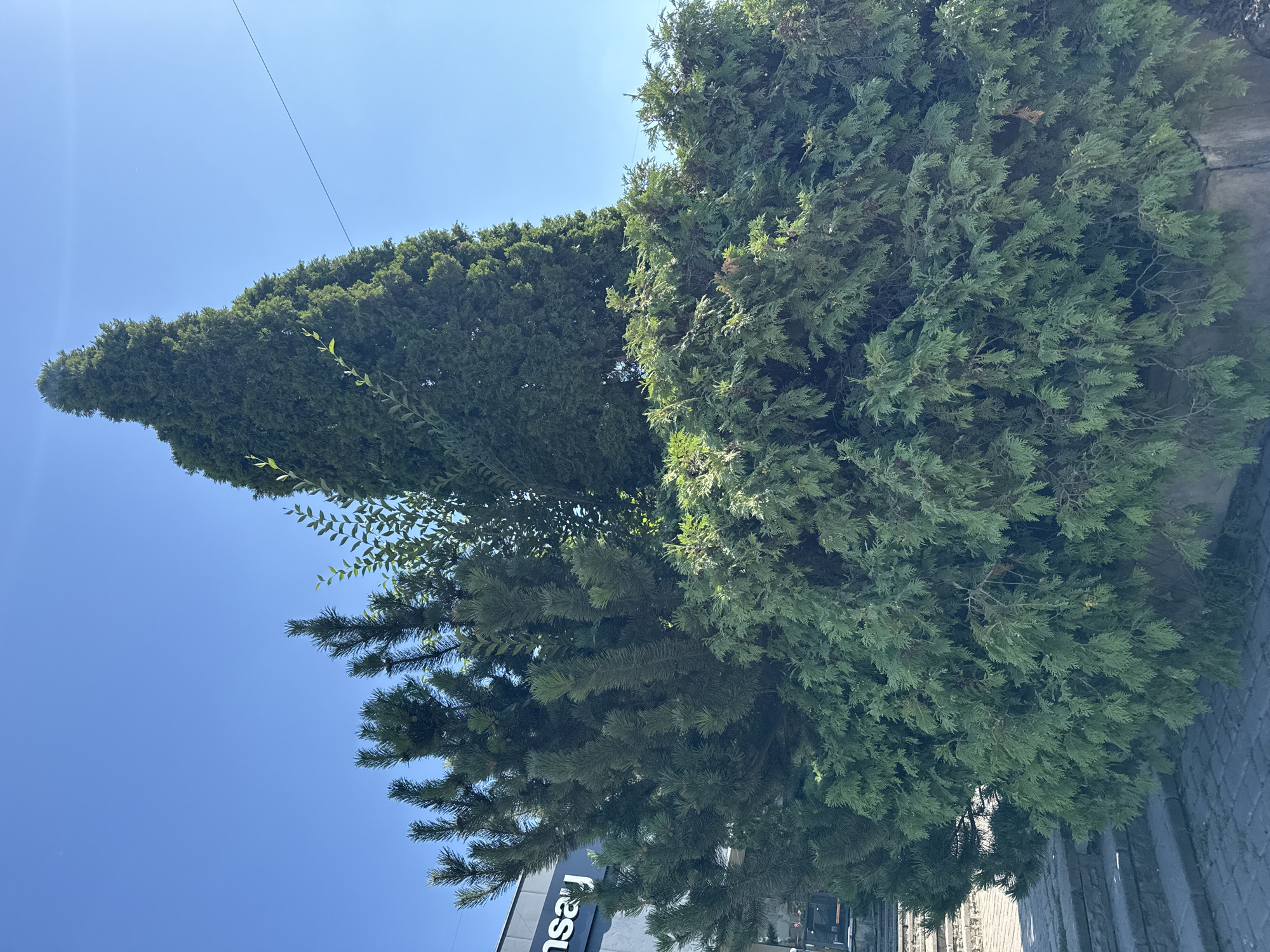 In Bălți, Moldova, a cluster of coniferous trees stands in front of a building with a sign that reads "nsay". The trees are a mix of pine and cypress varieties, with the cypress tree being the tallest and forming a conical shape. The foreground shows stone steps and a cobblestone sidewalk. The sky is clear and blue. The image appears to be taken during the daytime, with sunlight illuminating the scene. There are no people visible in the image.