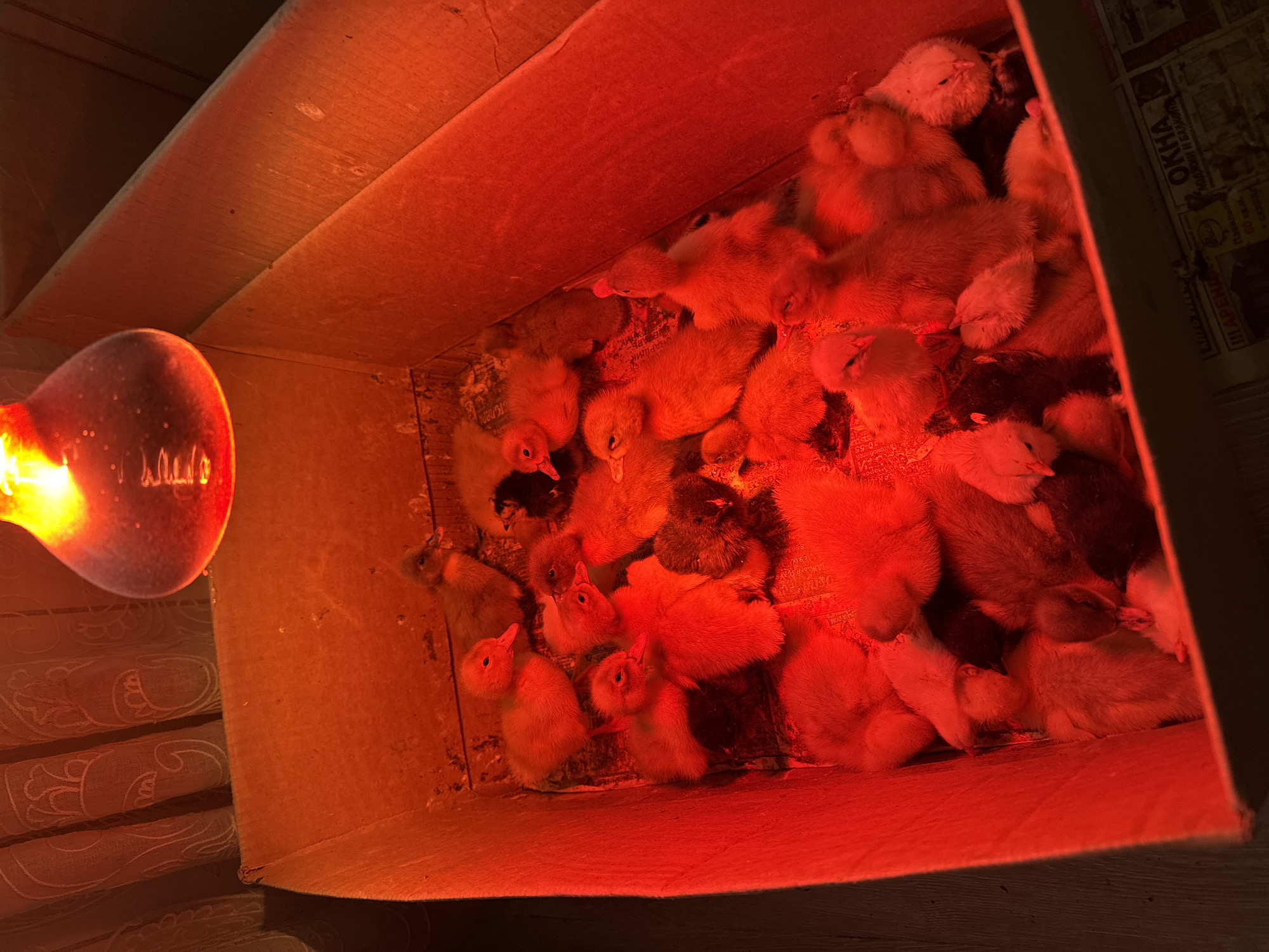 The image depicts a cardboard box filled with numerous baby ducklings under a red heat lamp. The ducklings are a mix of yellow and dark-colored feathers. The box appears to be lined with newspaper. The location is likely Раздолье, Russia.
