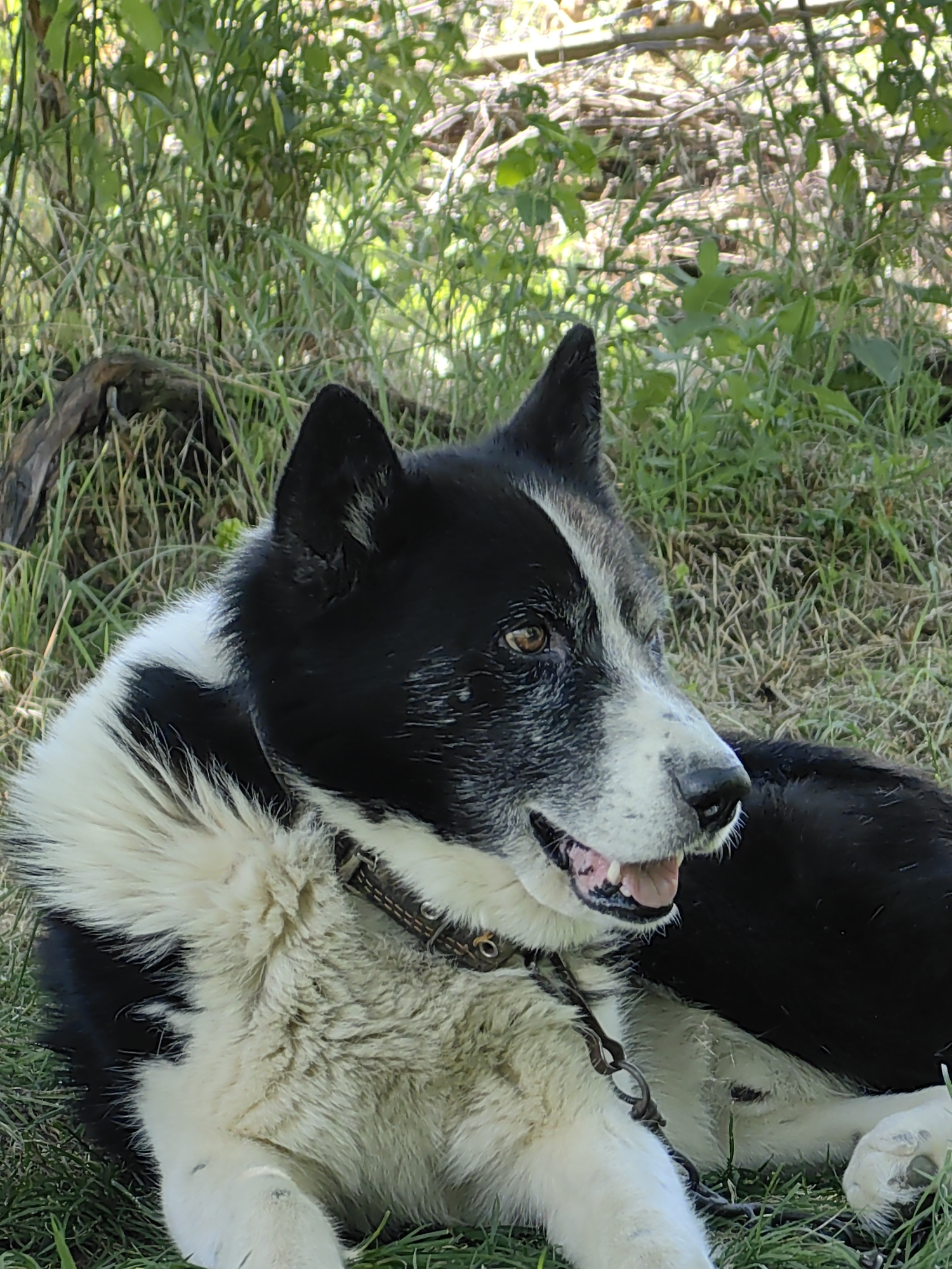 A medium shot captures a black and white dog lying on a grassy area with dappled sunlight filtering through overhead foliage. The dog is facing right, with its mouth open and tongue visible. Its fur is thick, particularly around its neck, and it wears a dark collar with metal accents. The background is composed of green grass, dry leaves, and branches, suggesting an outdoor, possibly wooded, setting. The overall lighting is natural, with shadows indicating a bright day.