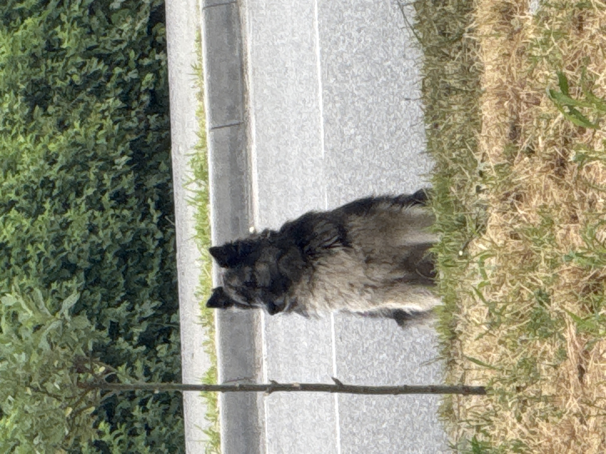 A medium-sized, fluffy dog with dark and light brown fur sits on dry grass next to a sidewalk. The dog is facing to the left of the frame with its head slightly tilted. A thin, bare tree trunk stands to the left of the dog. Behind the sidewalk is a paved road with white lines, and beyond that is a dense green hedge. The lighting suggests it is daytime.